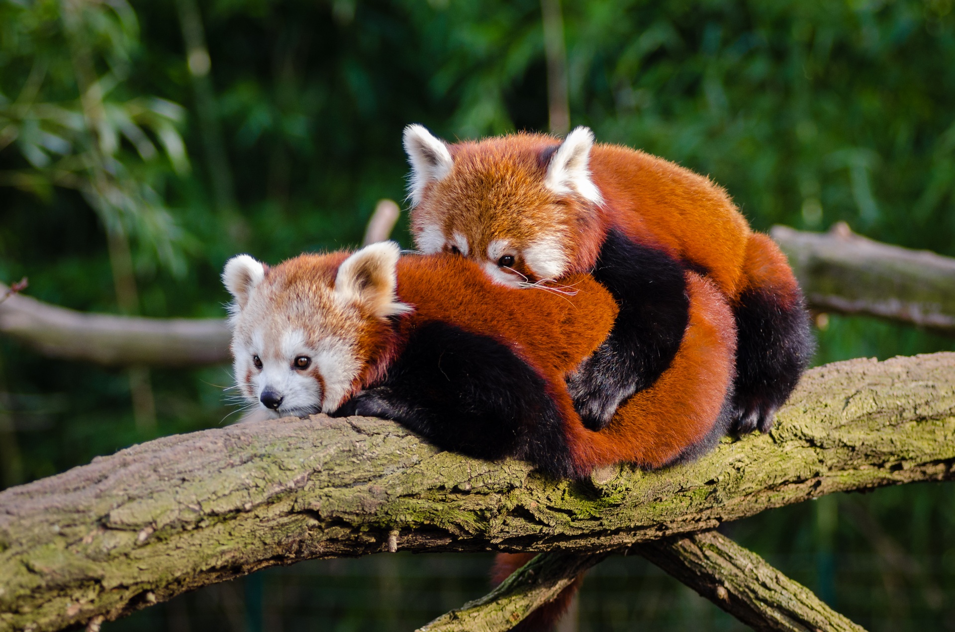 Pandas rojos, Acoplamiento