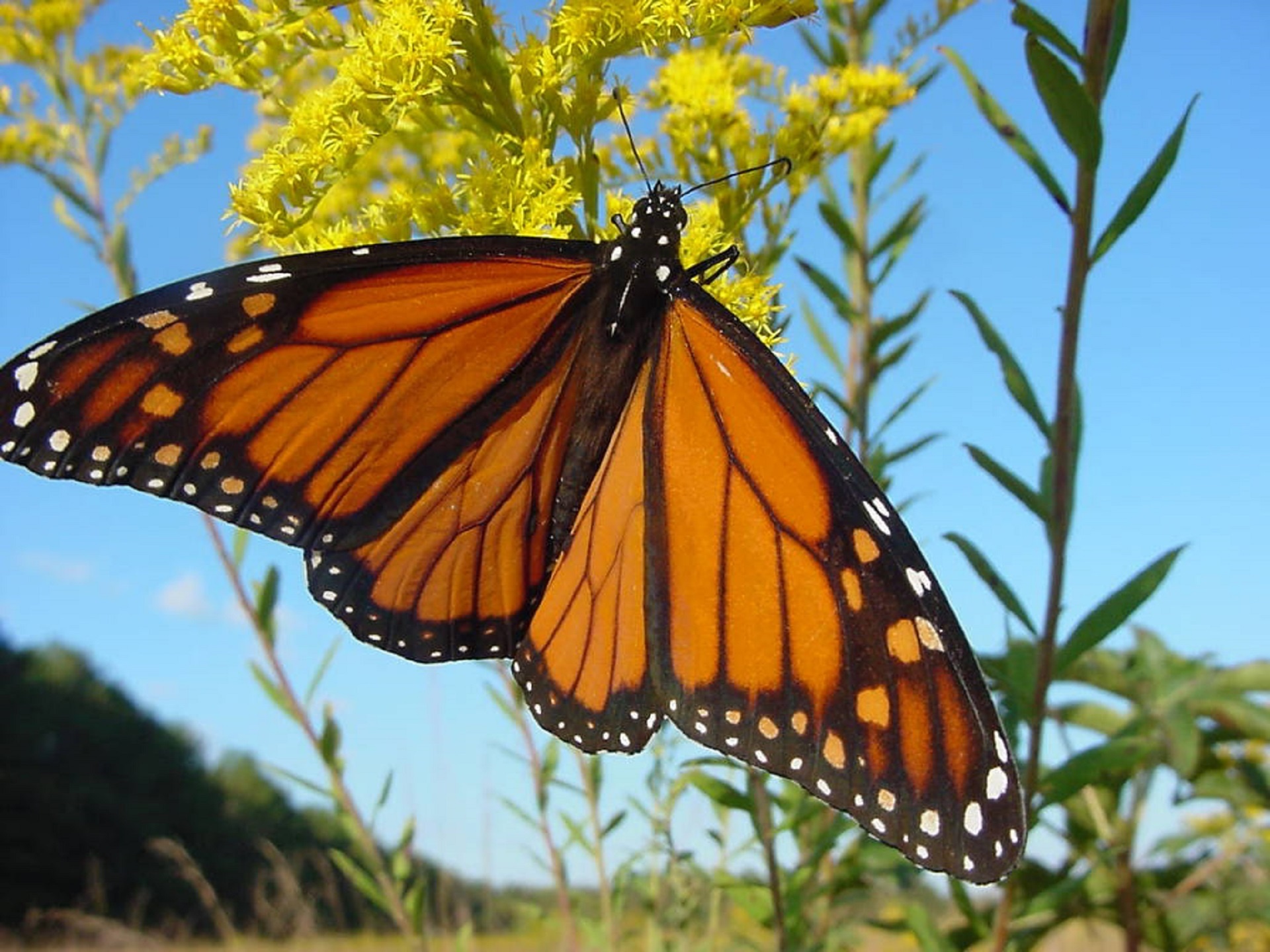 Borboleta-monarca na flor amarela