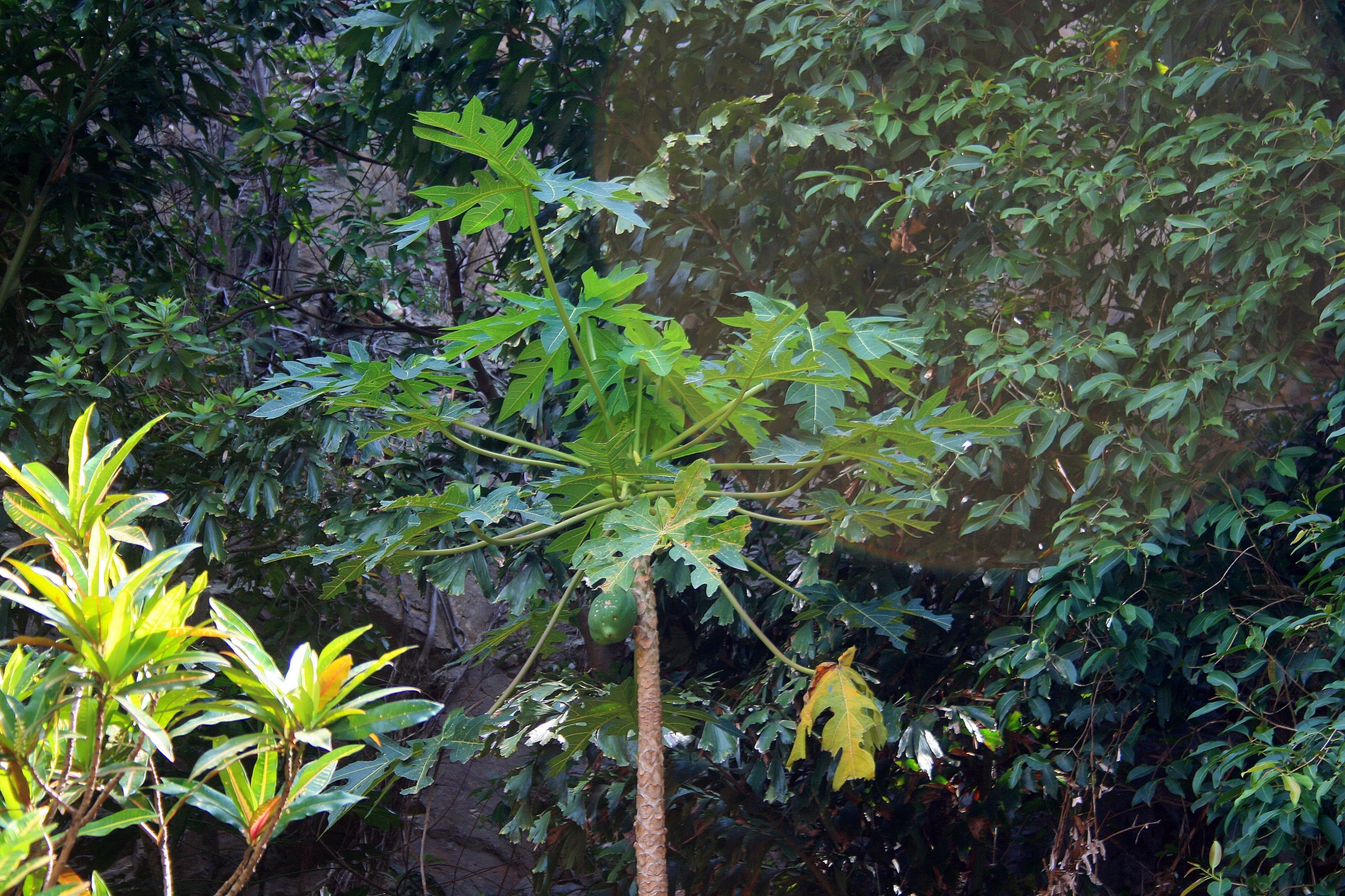 árbol de papaya