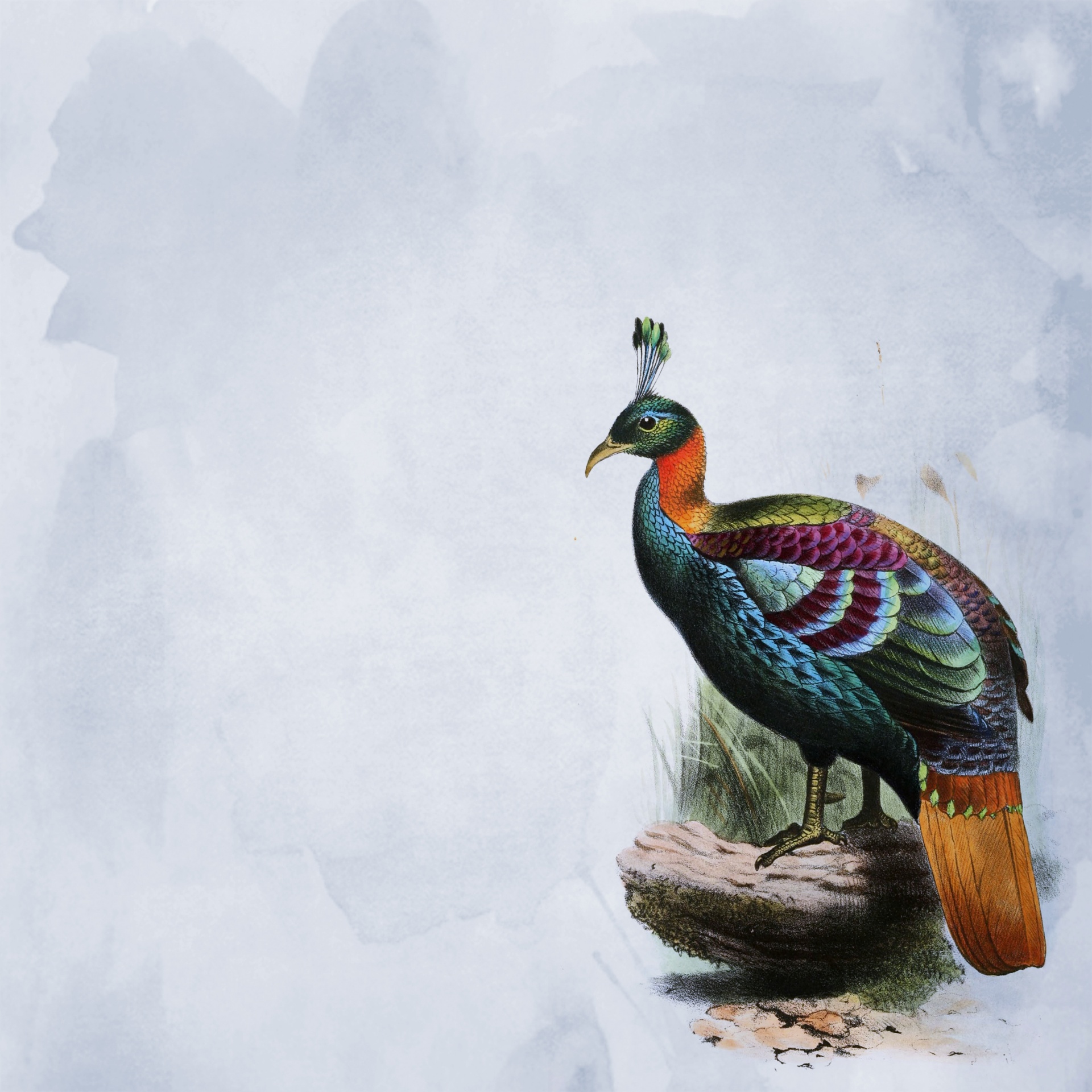 Peacock fundo colorido