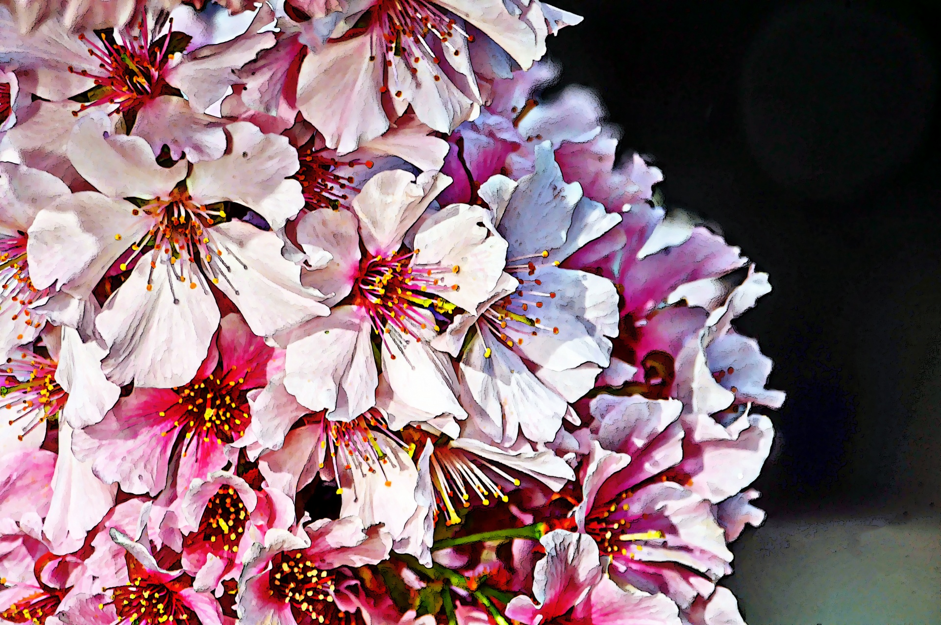 Pear Blossom Flores