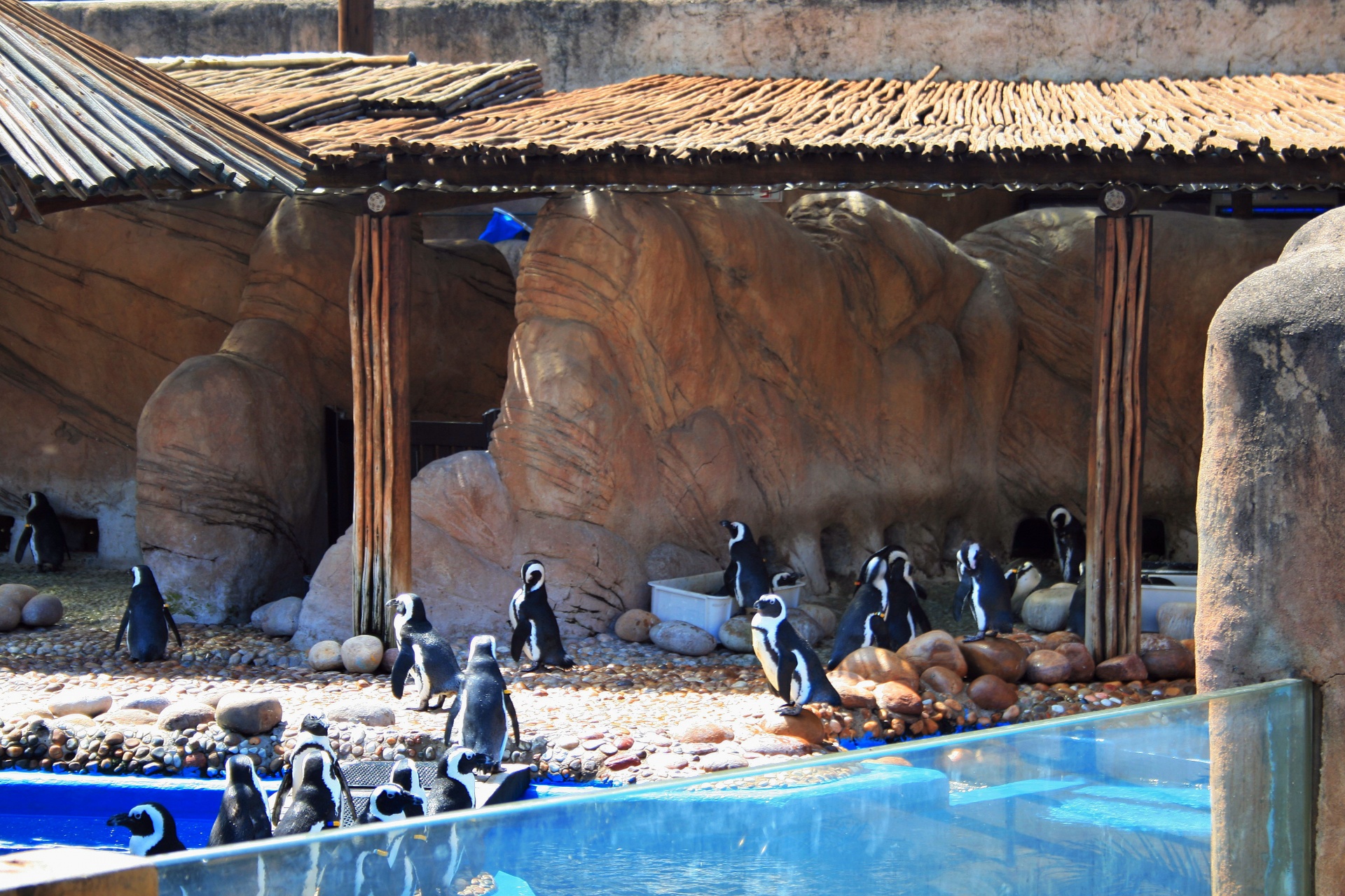 ウシャカ海の世界でペンギン
