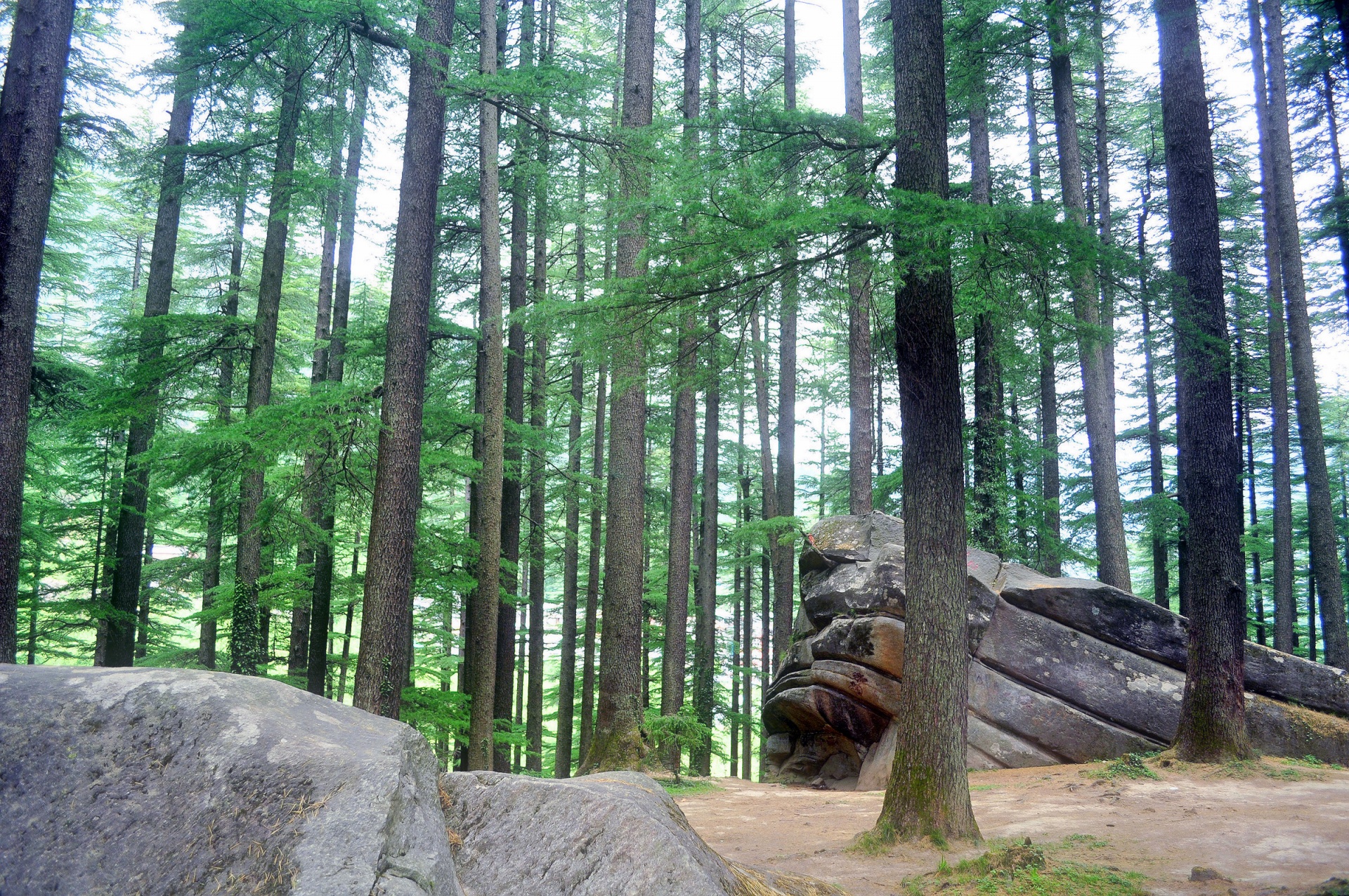 Bosque de pinos