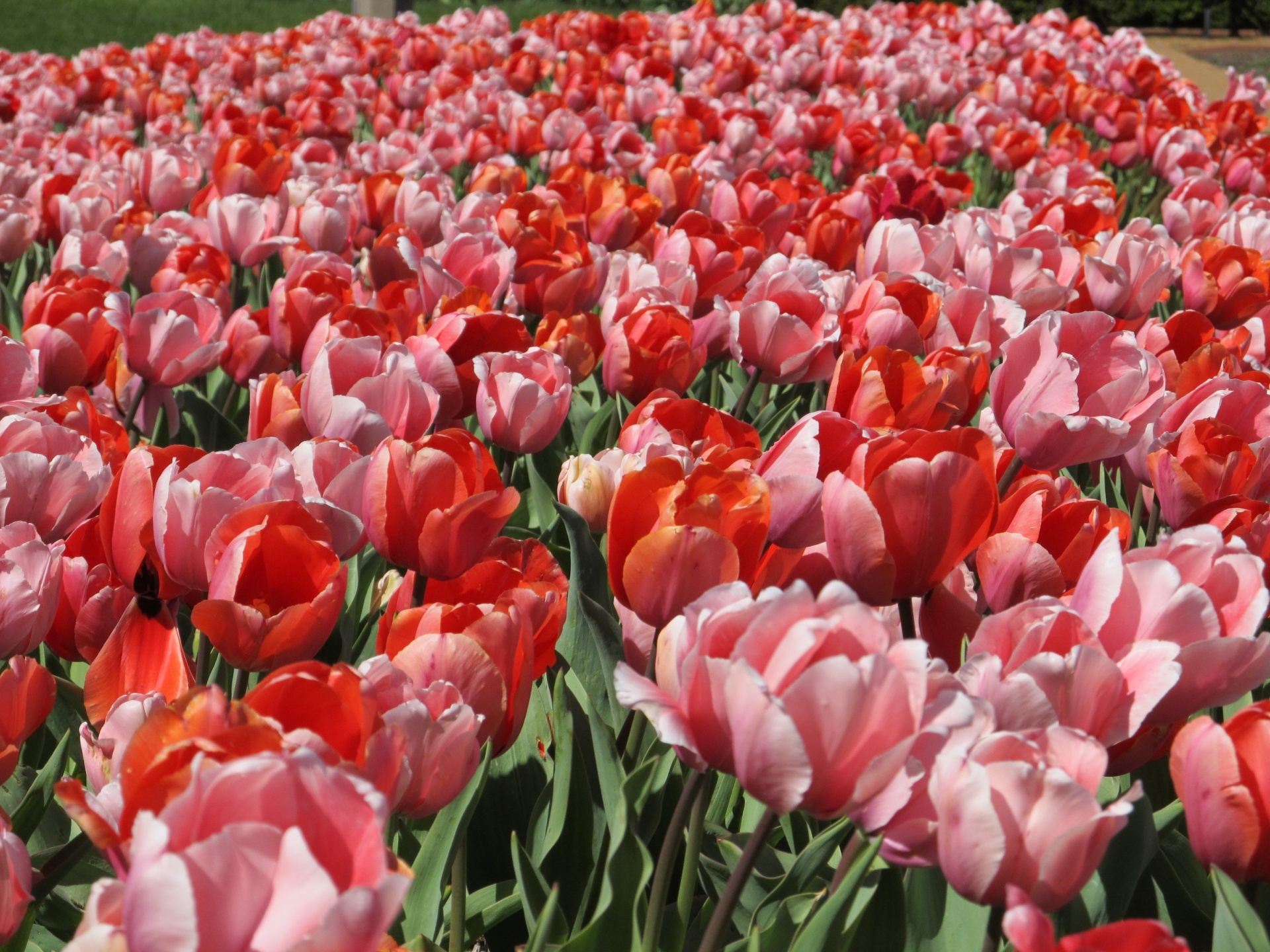 Pink And Red Tulips