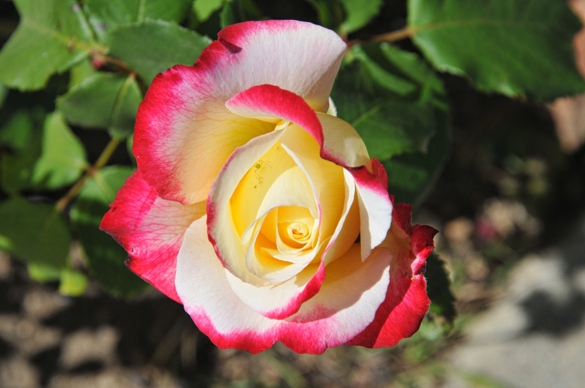 Pink And Yellow Rose Bud