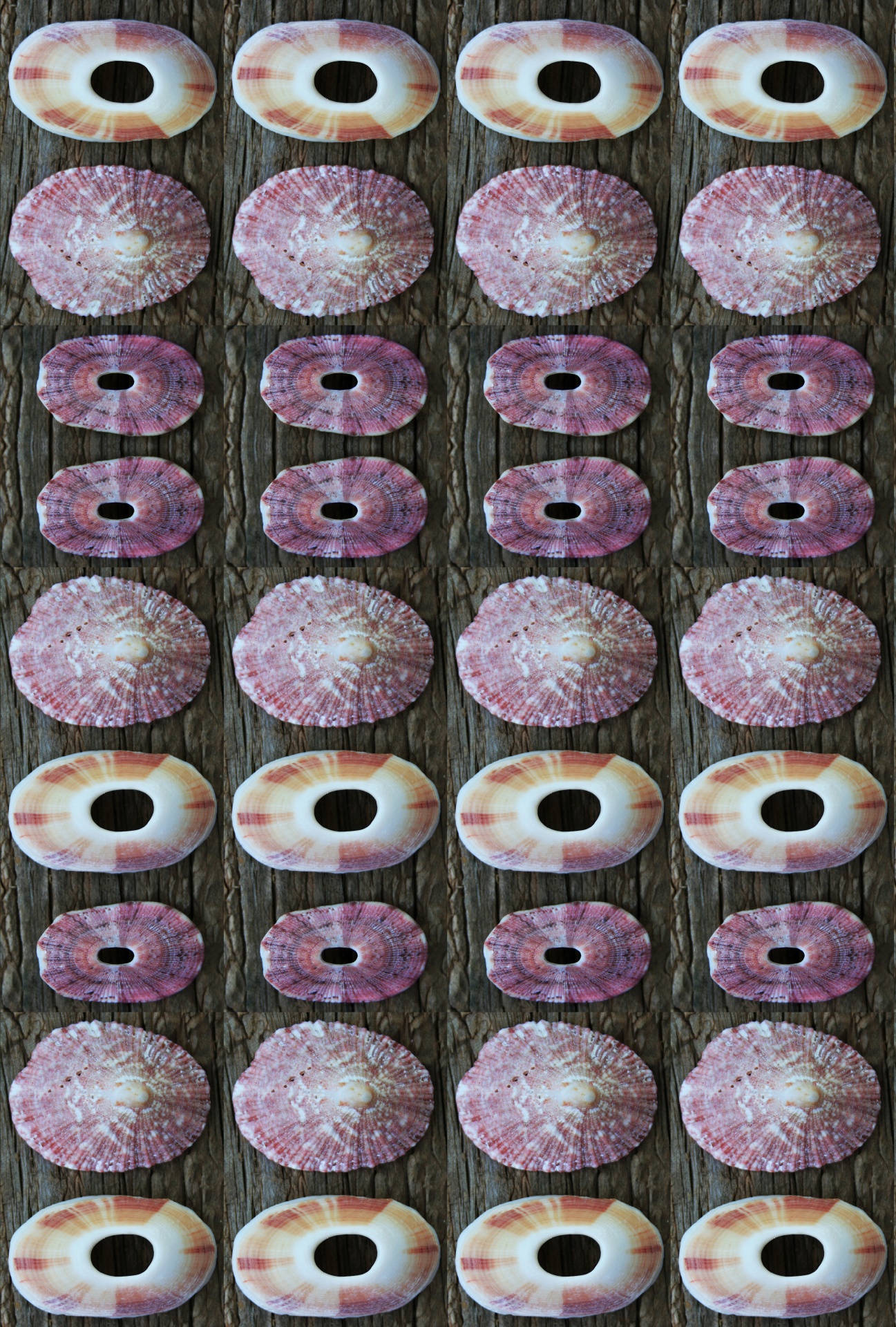 Lapa rosa shell wallpaper