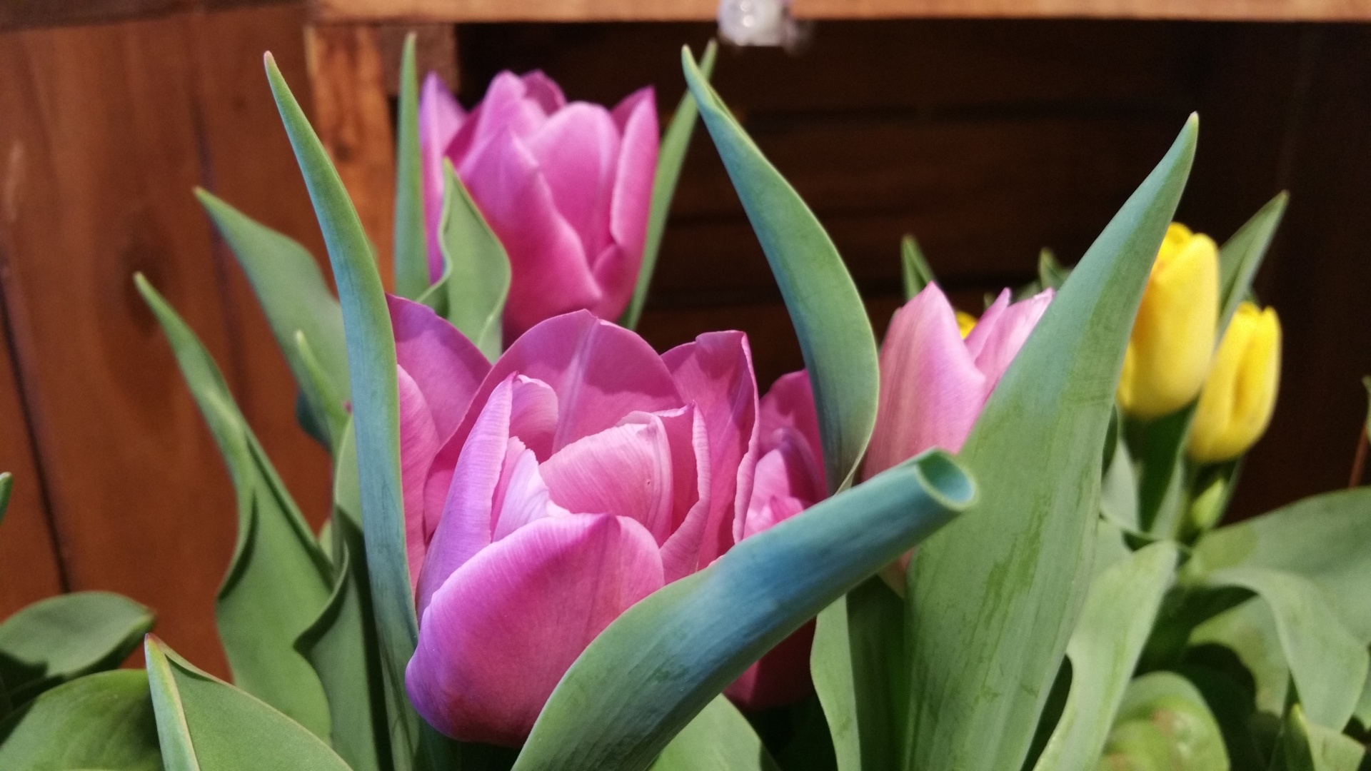 Los tulipanes rosados