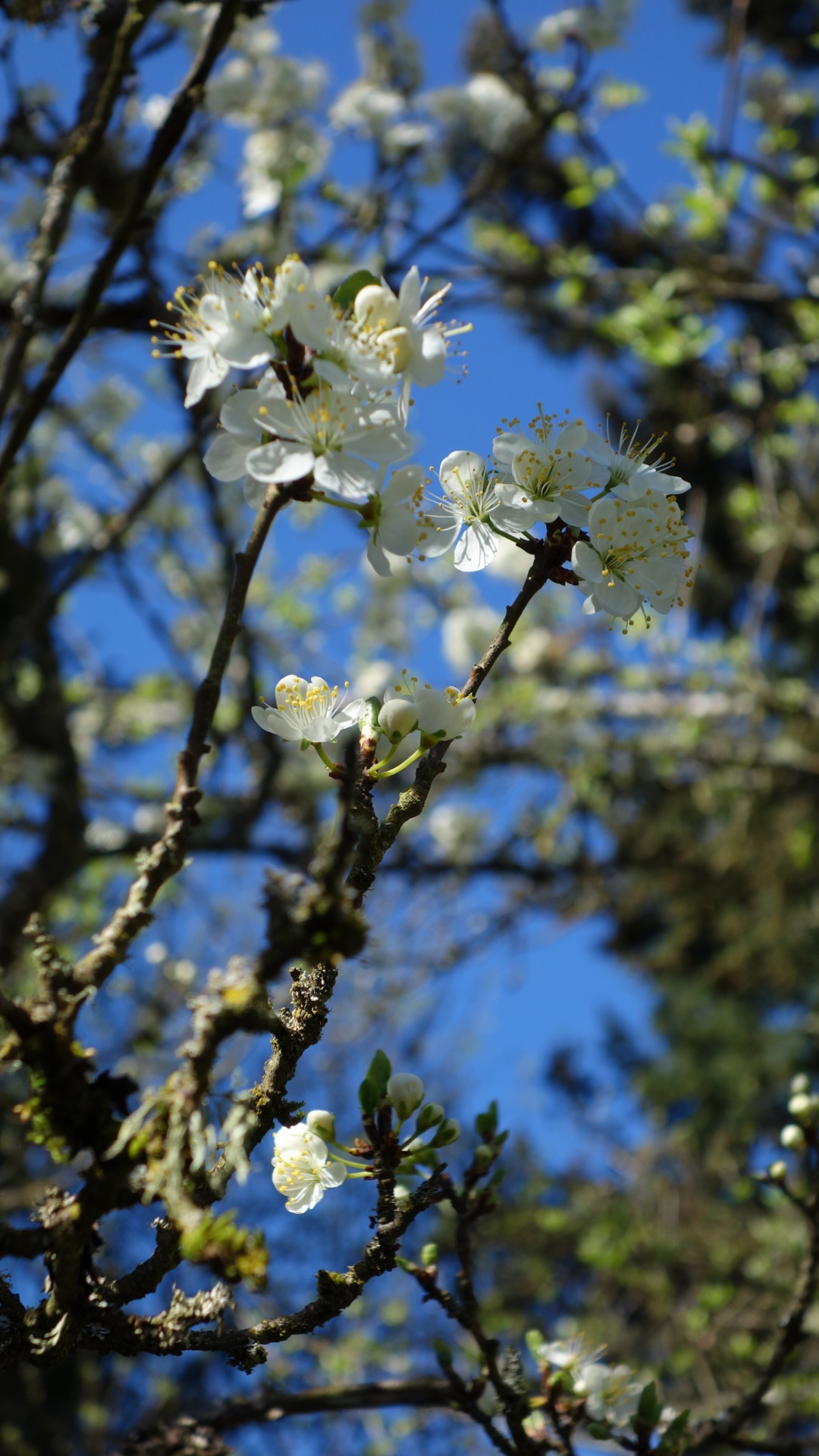 Plum Blossoms Close Up