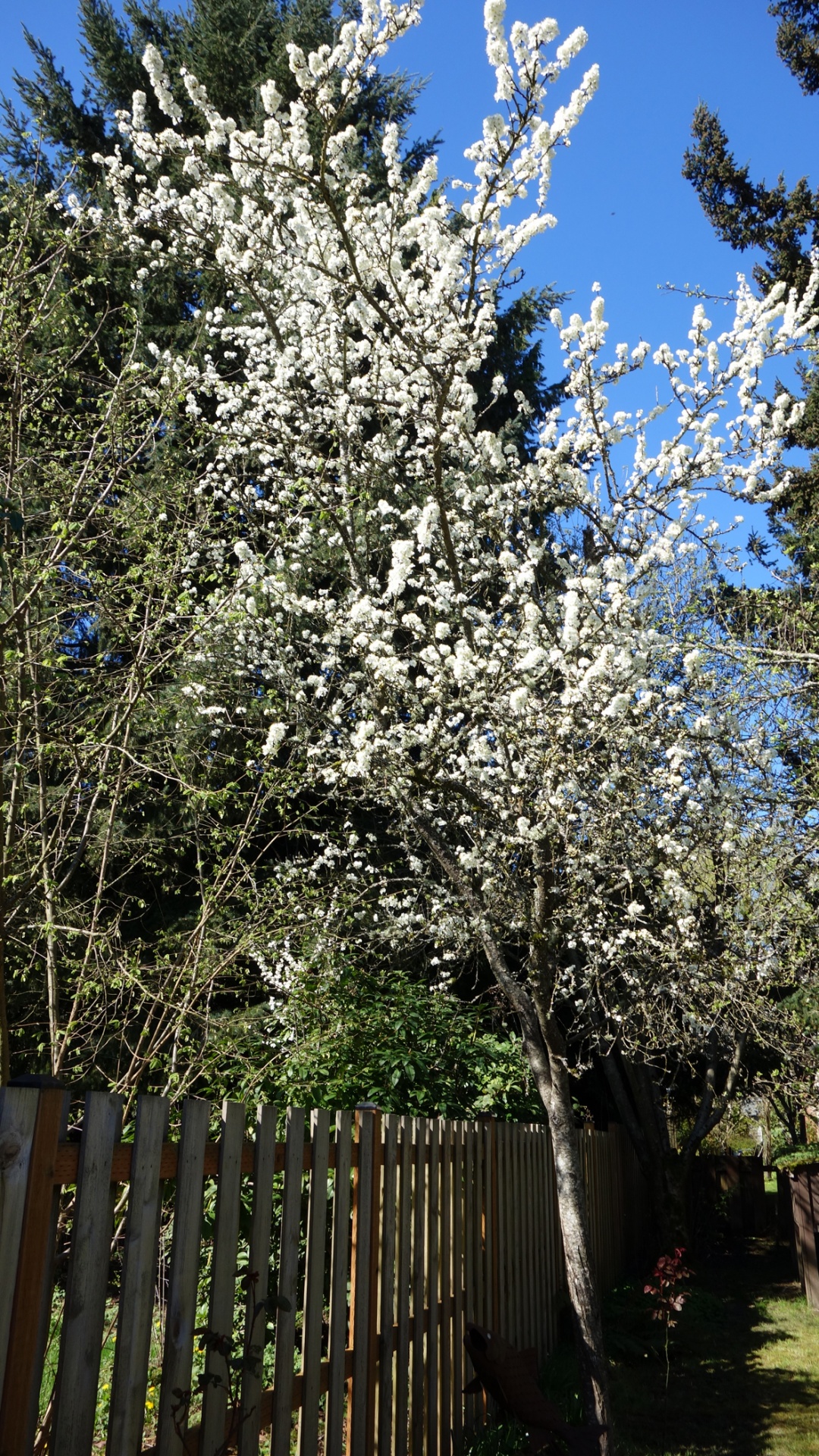 Flores del árbol de ciruelo