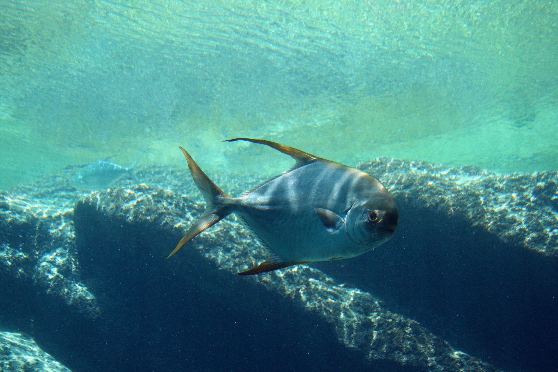 Pompano Type Fish In Aquarium