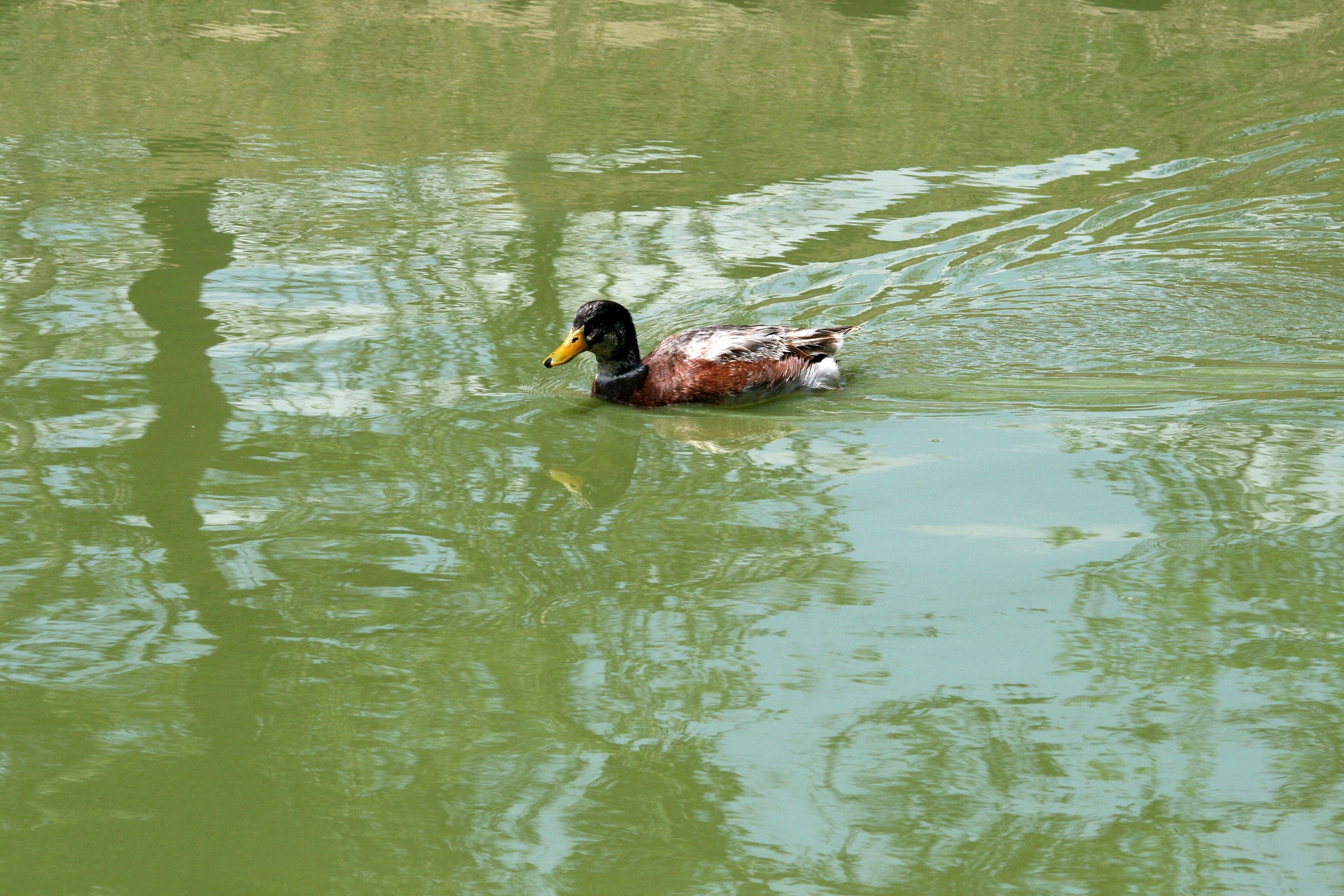 Lagoa com pato do pato selvagem