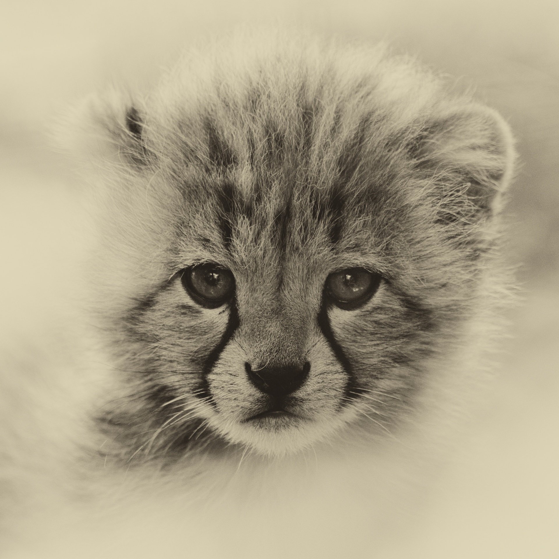 Retrato Little Tiger Cub, Tiger