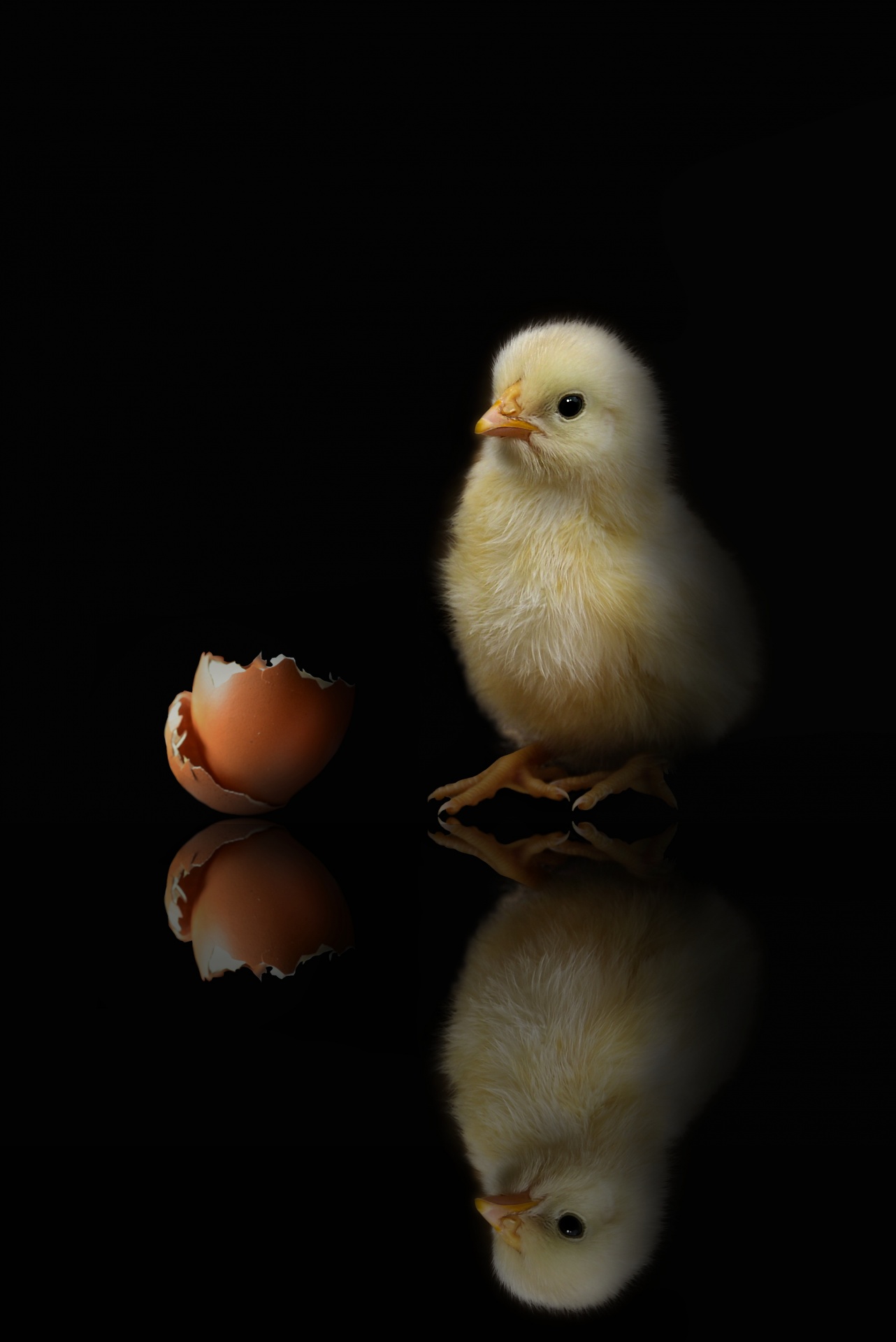 Chick a shell, černé pozadí