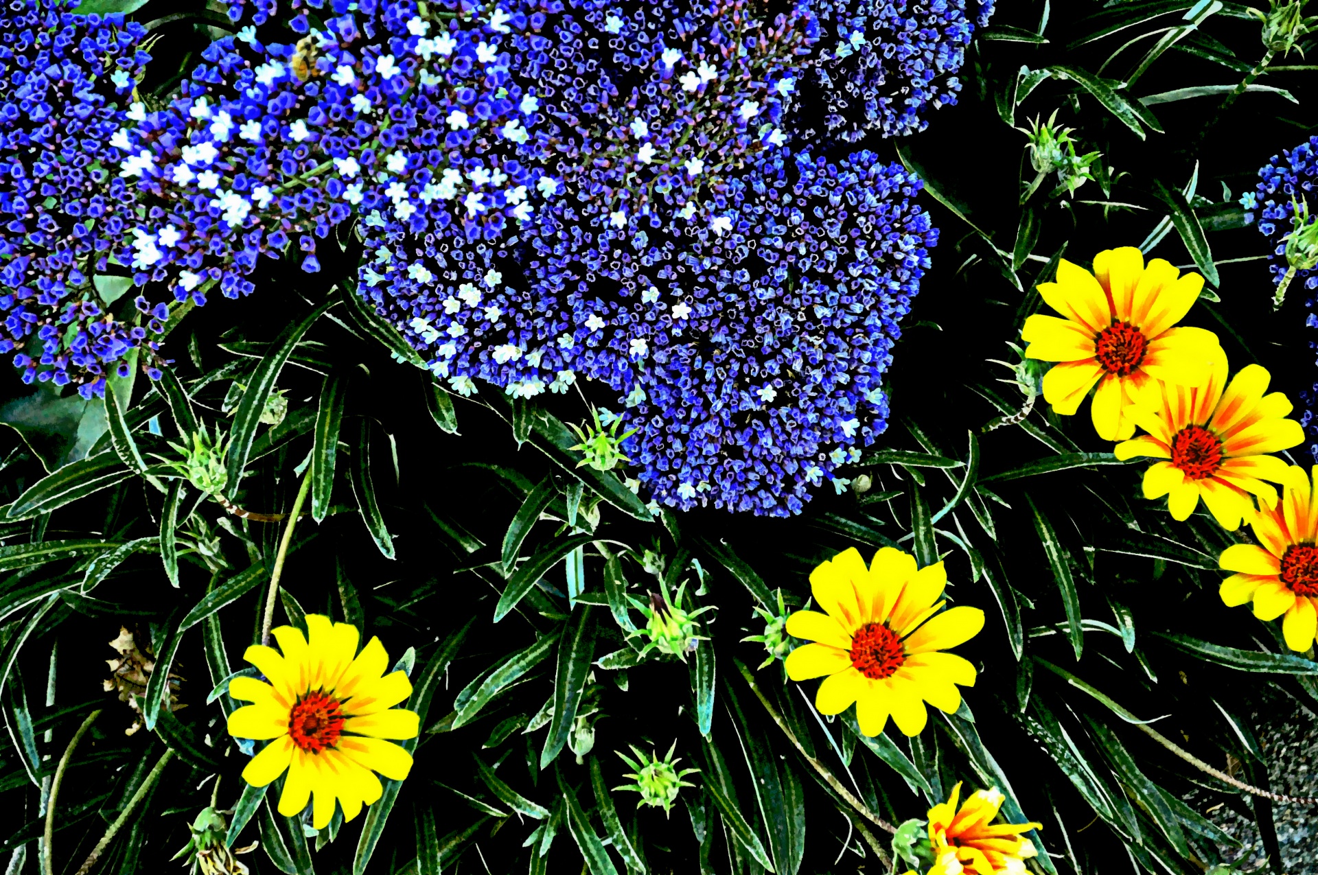 Purple And Yellow Flowers