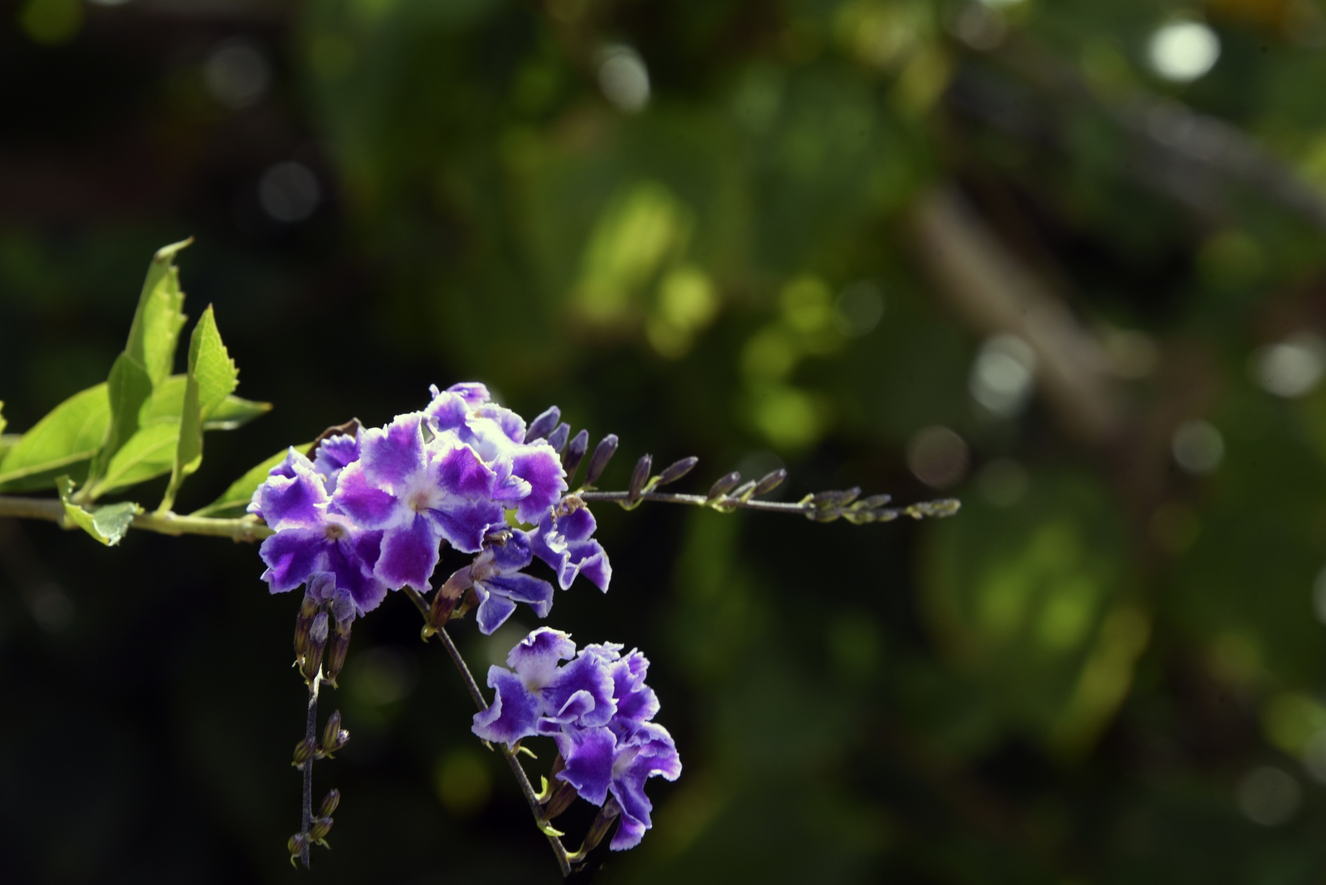 Purple Hanging Flower