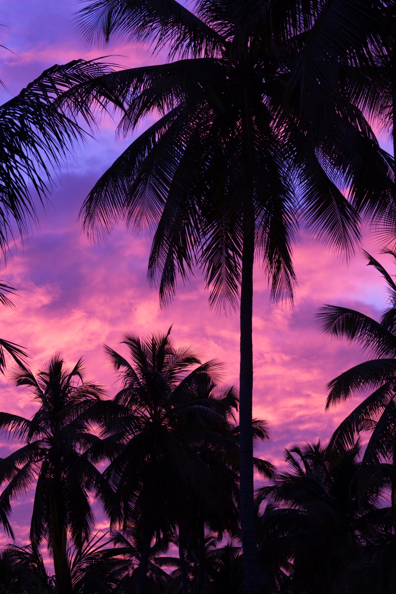 Purple Palm tree silueta