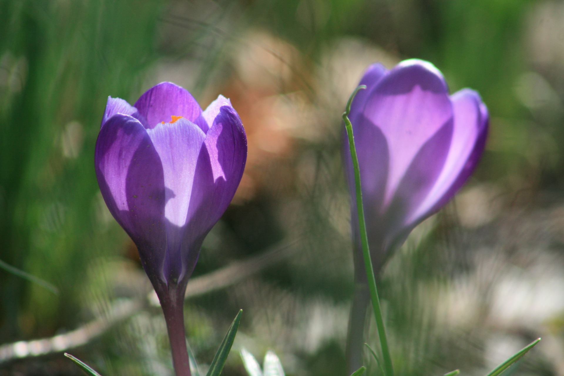 紫の春の花