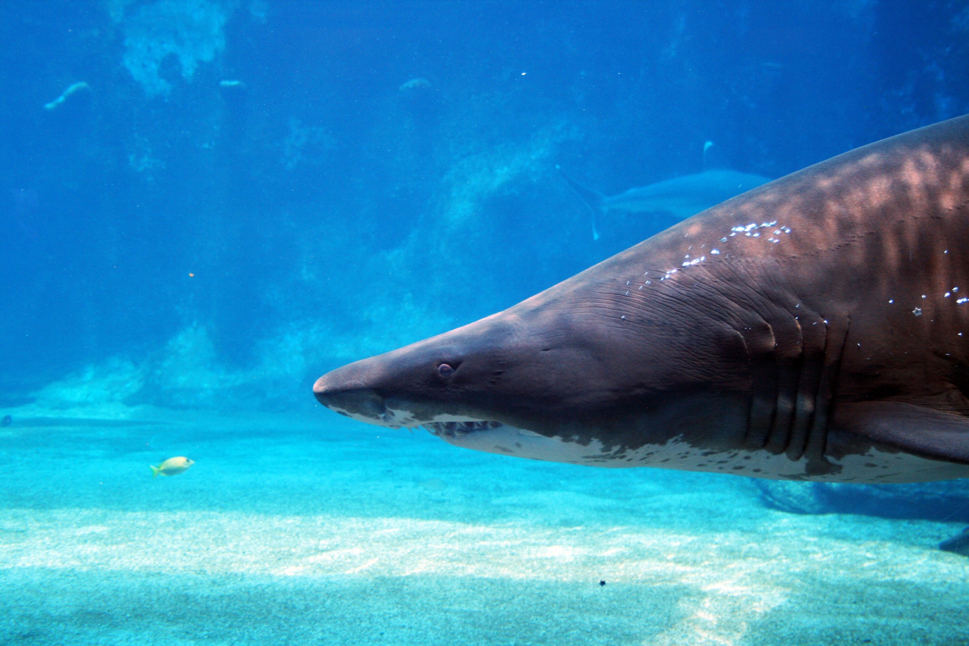 Tubarão áspero do dente voltada para peq