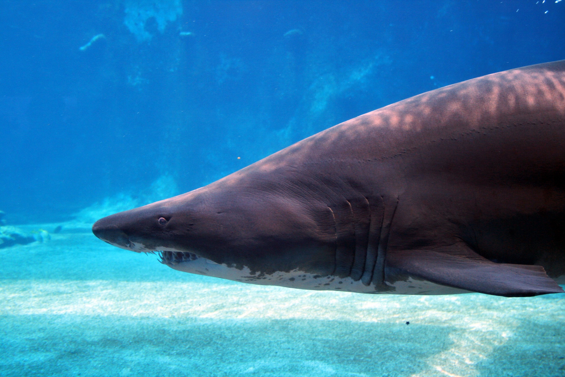 Tiburón desigual del diente en el acuari
