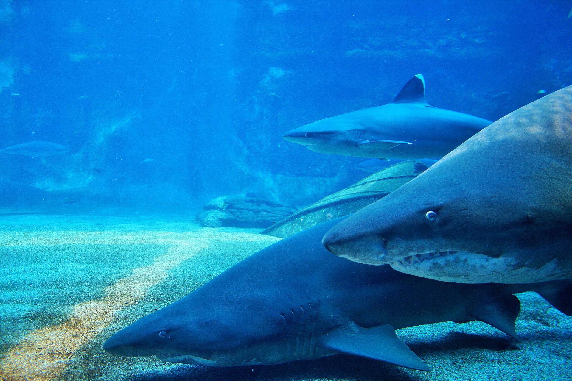 Tubarões de dentes irregulares no aquári