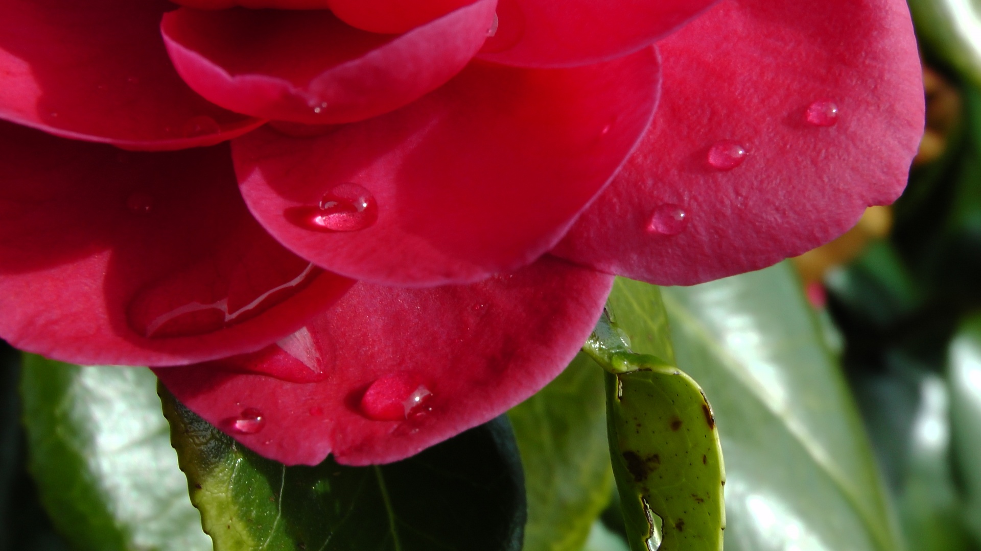 花びらに雨の滴
