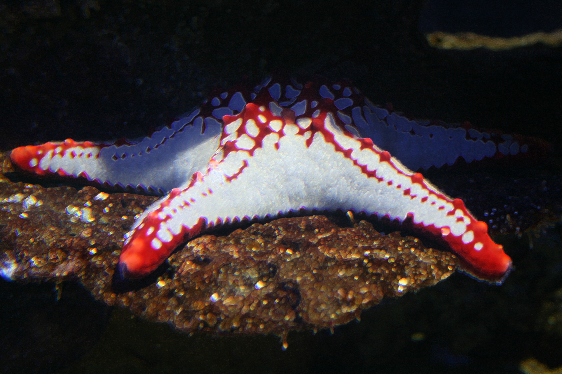 Vermelho e branco peixes da estrela