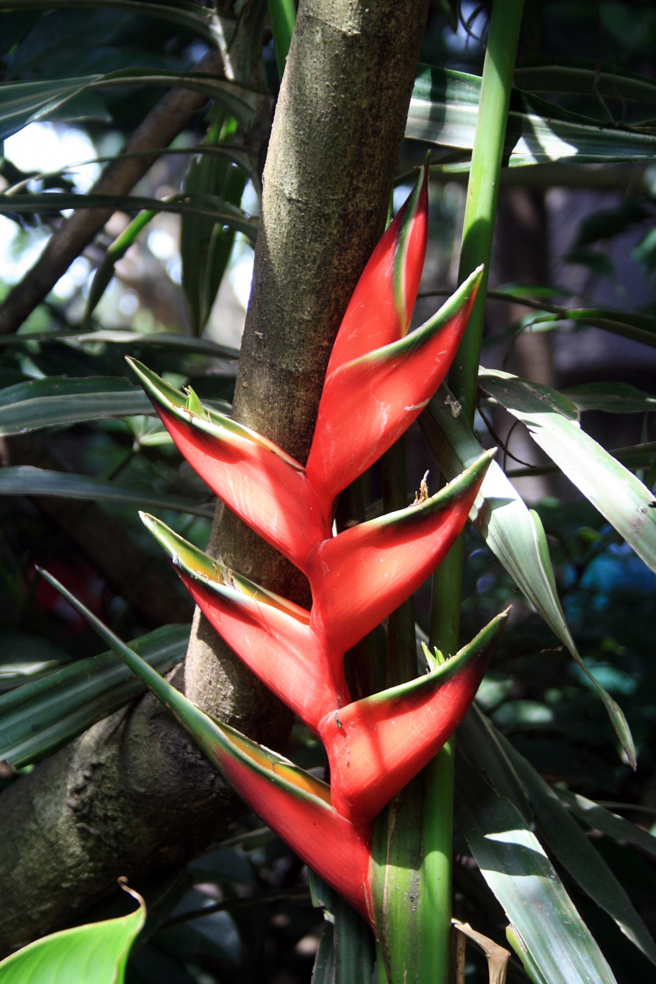 赤いコンゴウインコの花