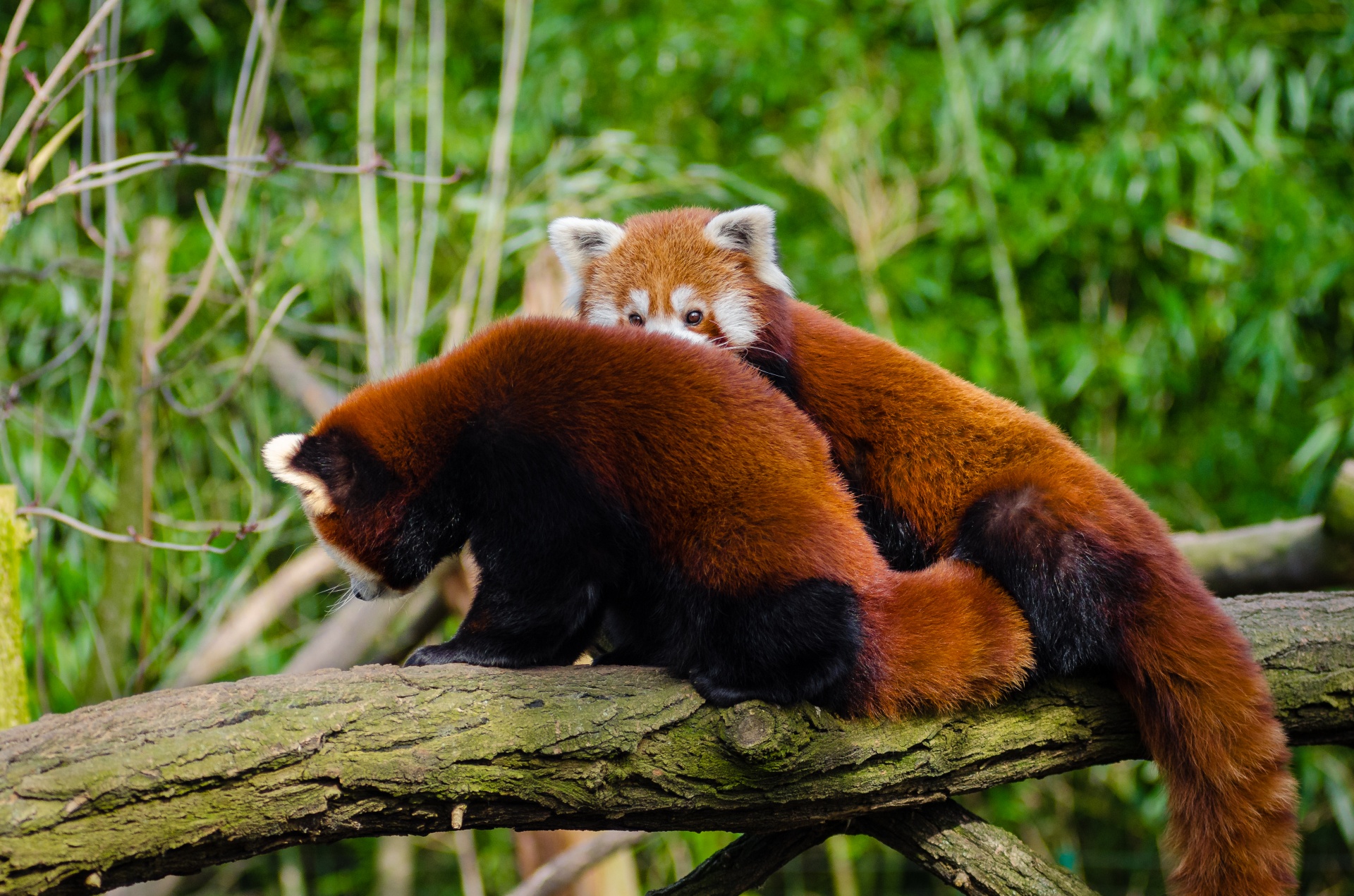 Panda vermelho, Masculino e Feminino