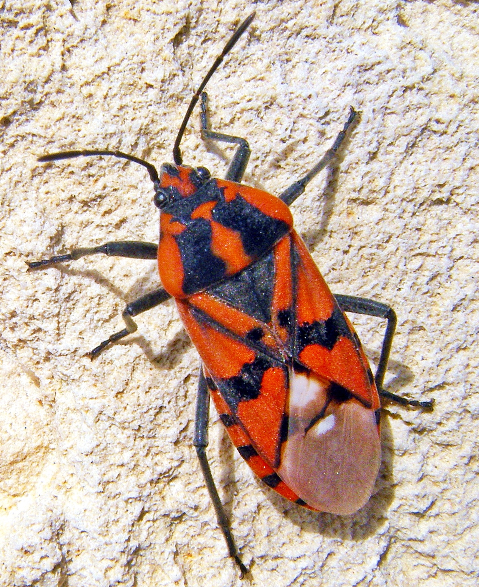 Red Bug Soldier