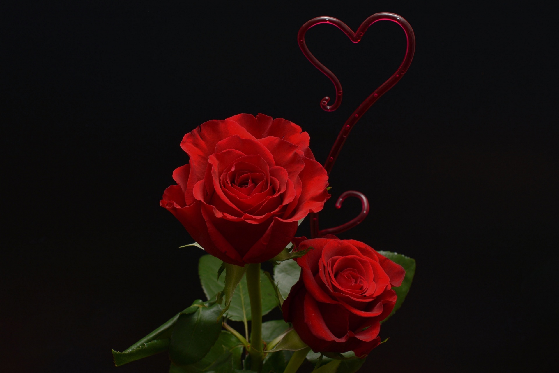 Rose vermelho, Amor, Paixão,