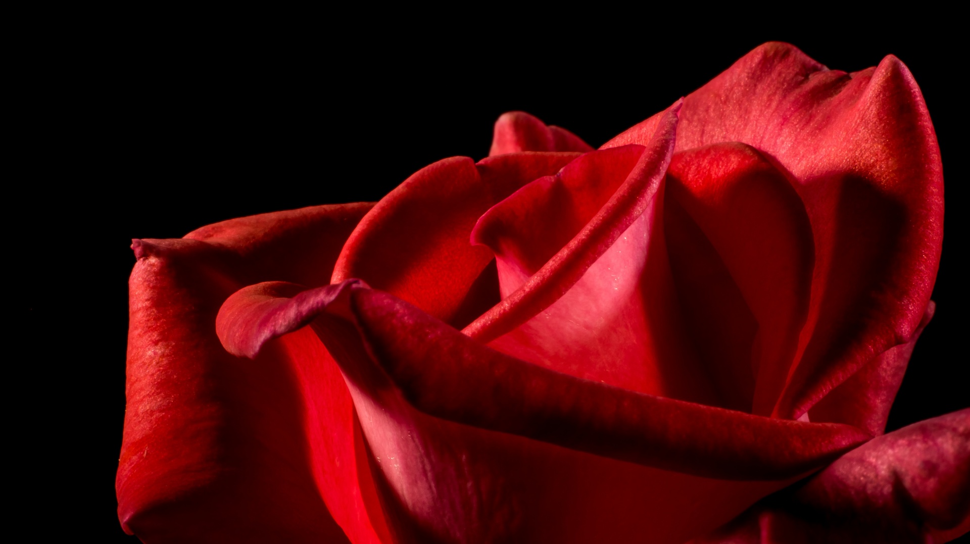 Rose roja, Amor Pasión