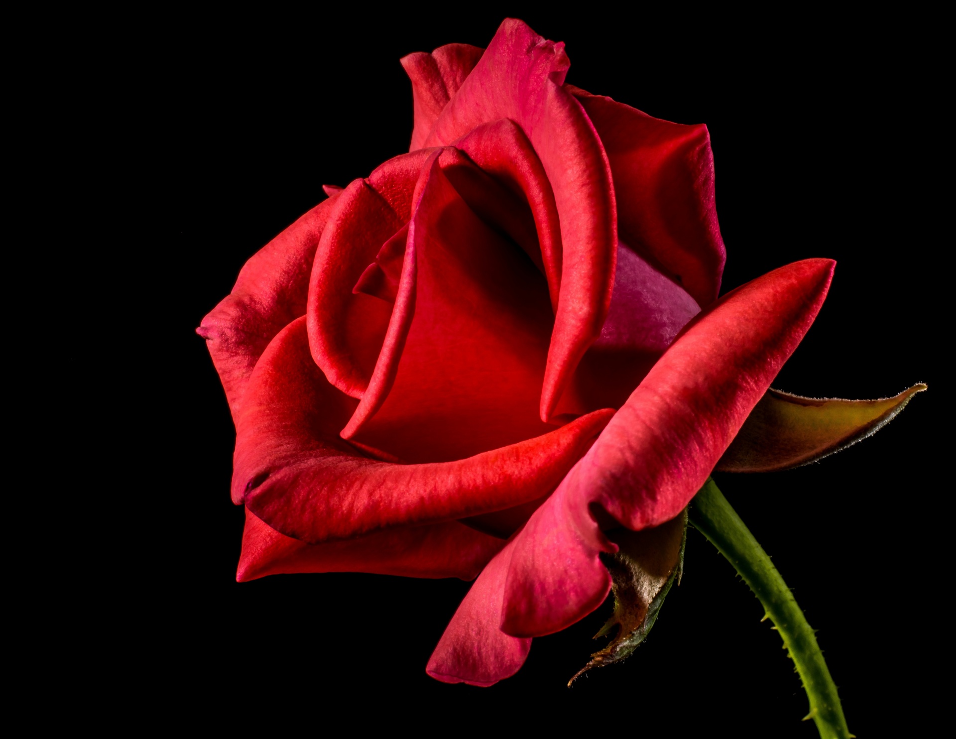 Declaração Red Rose de amor