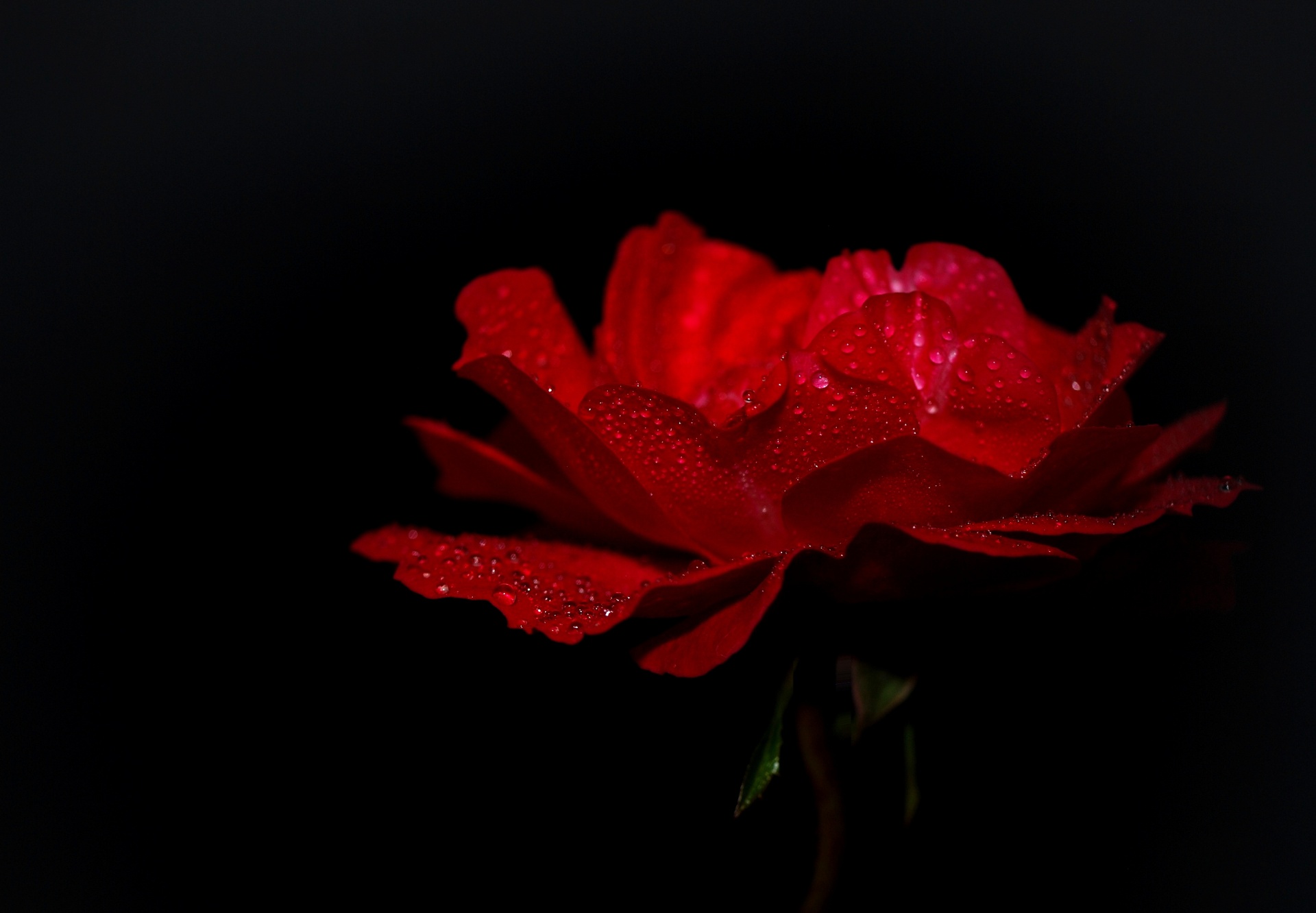 Rose rouge, fond noir