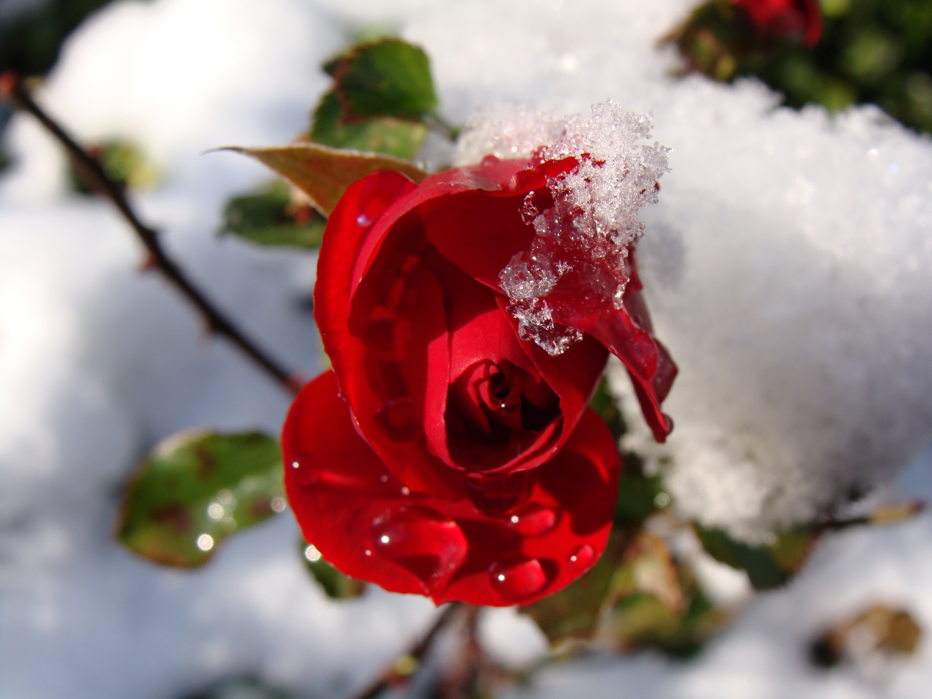Rose Red, nieve, gotas de agua