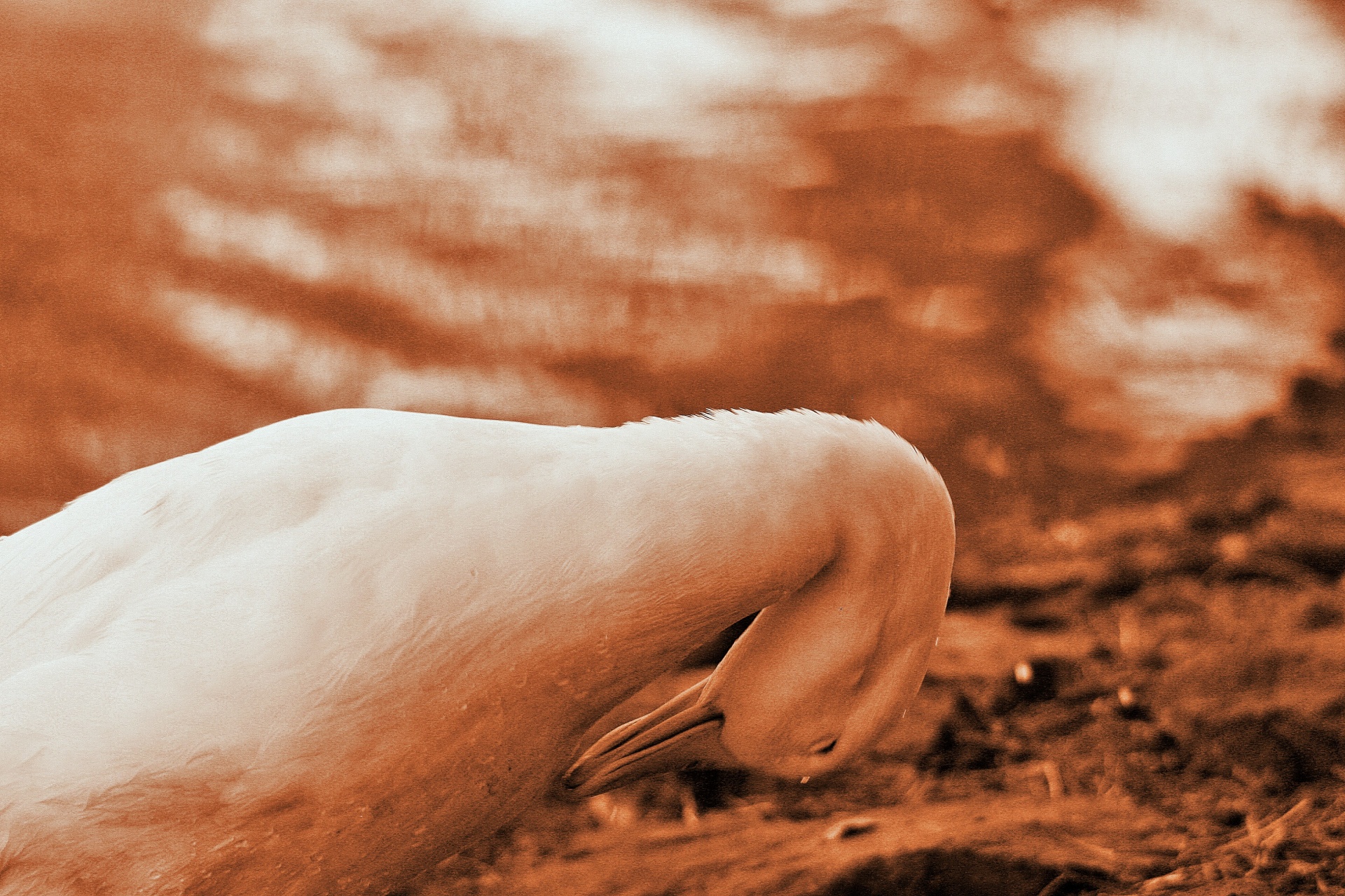 Pato cor-de-sepia