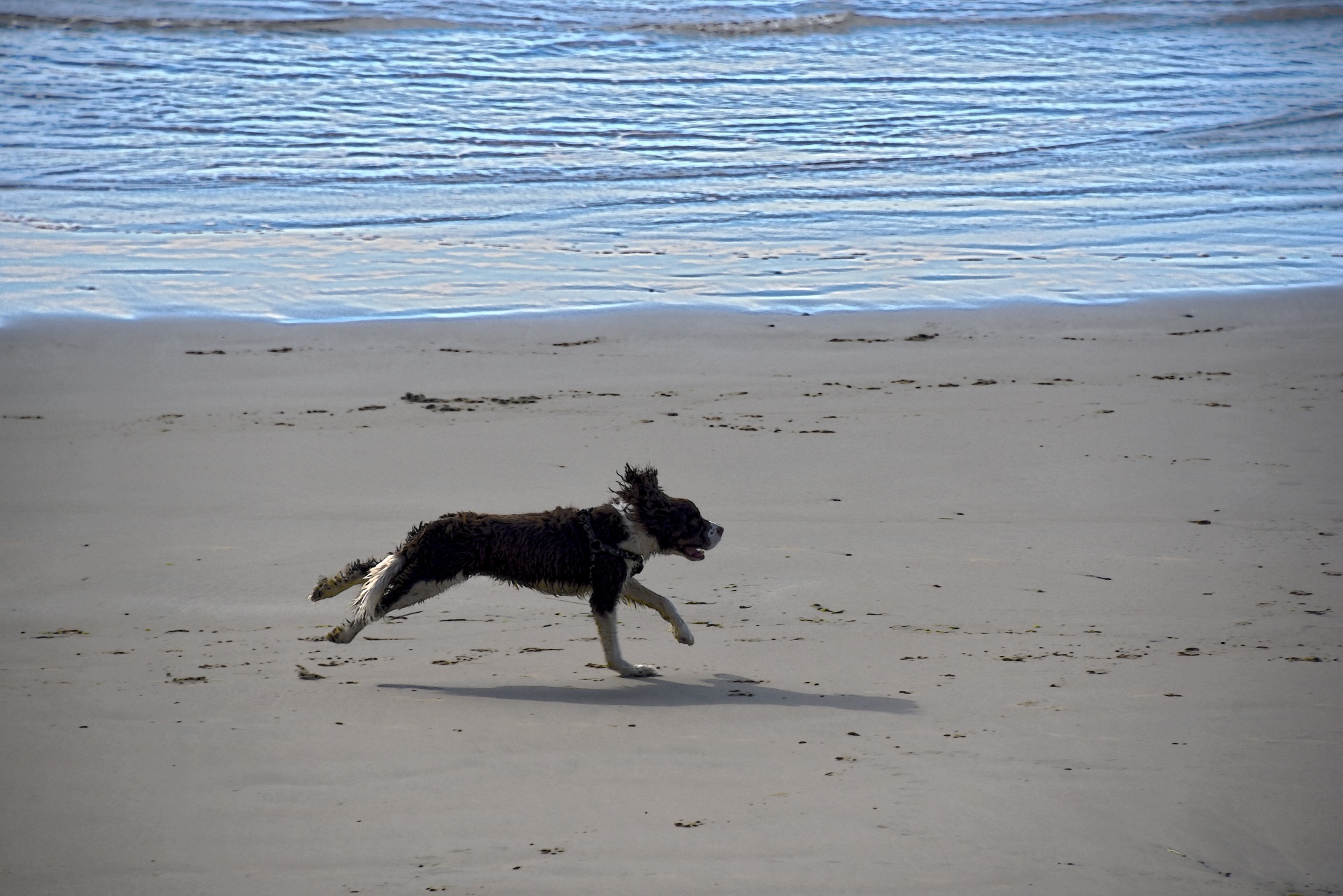 Corredor do cão na praia