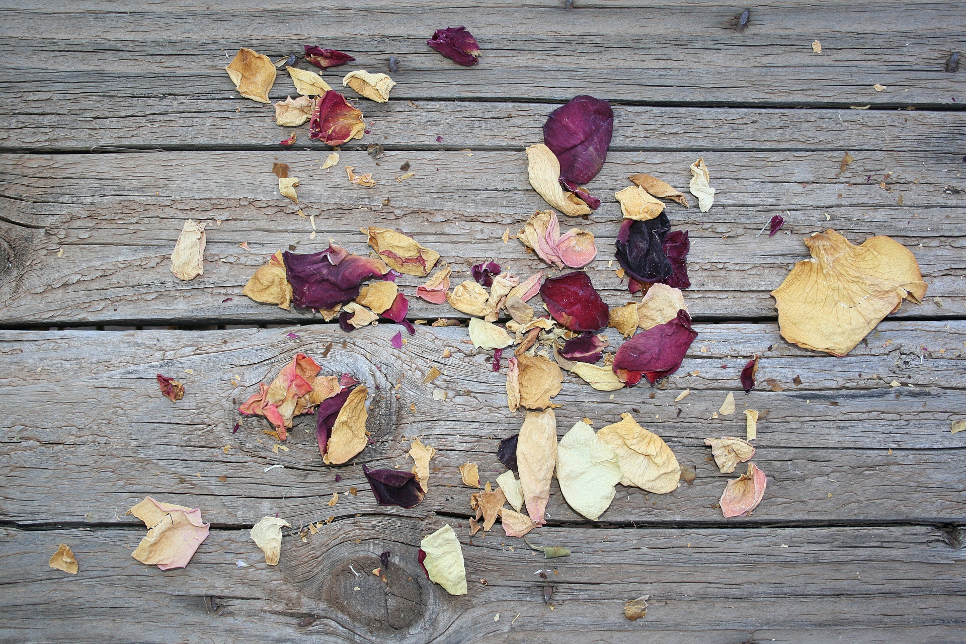Scraps Of Dried Rose Petals