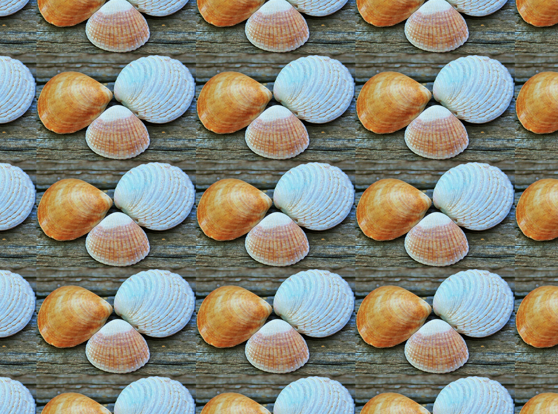 Sea Shell Wallpaper