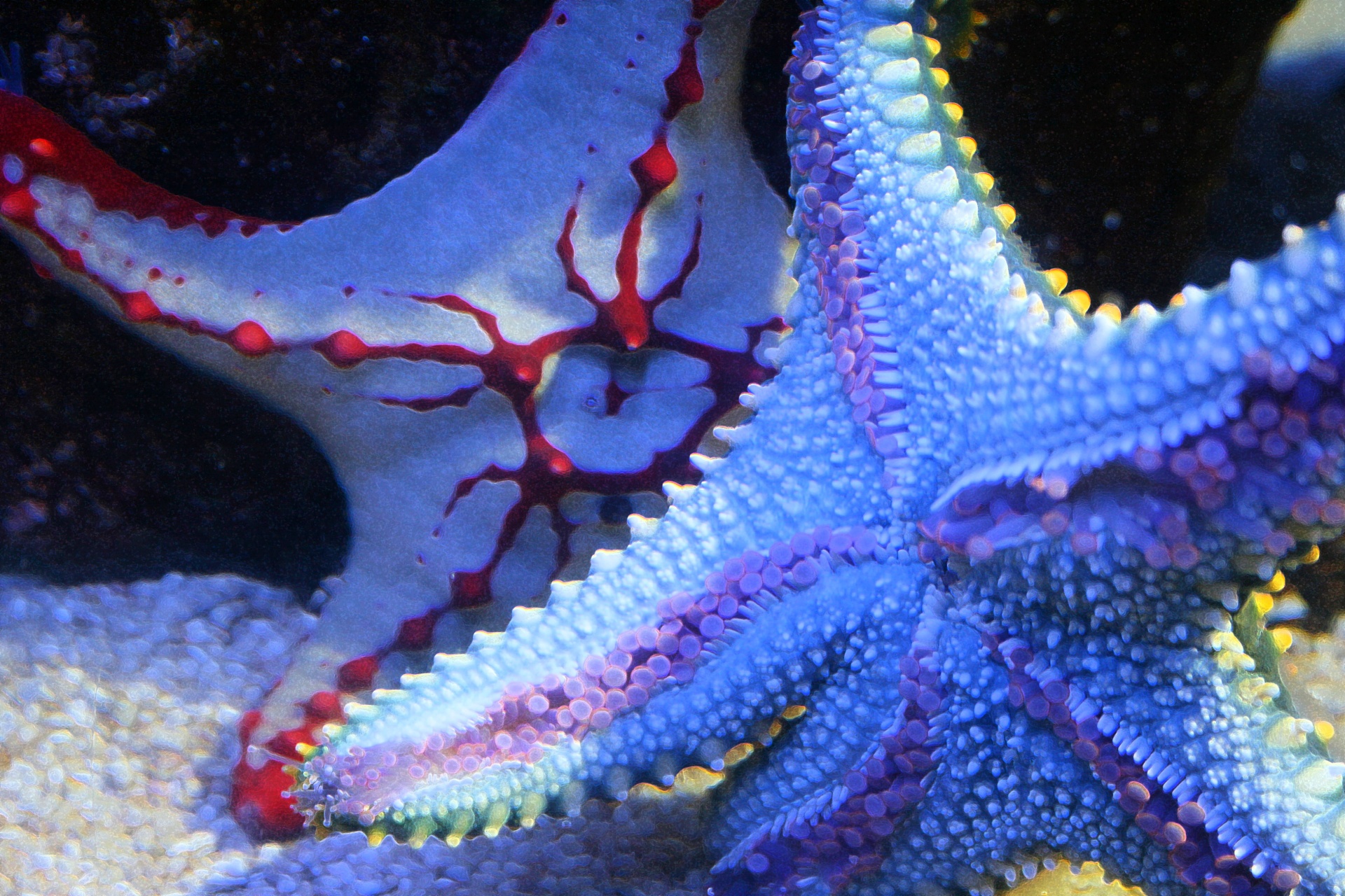 Sea Stars In Aquarium Tank