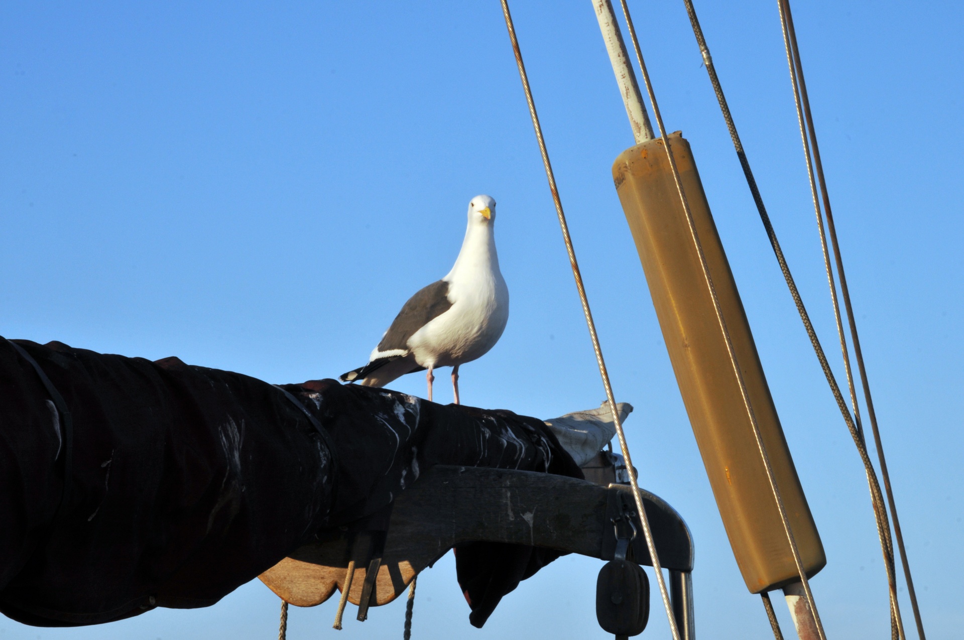 Seagull On Sailboat Boom