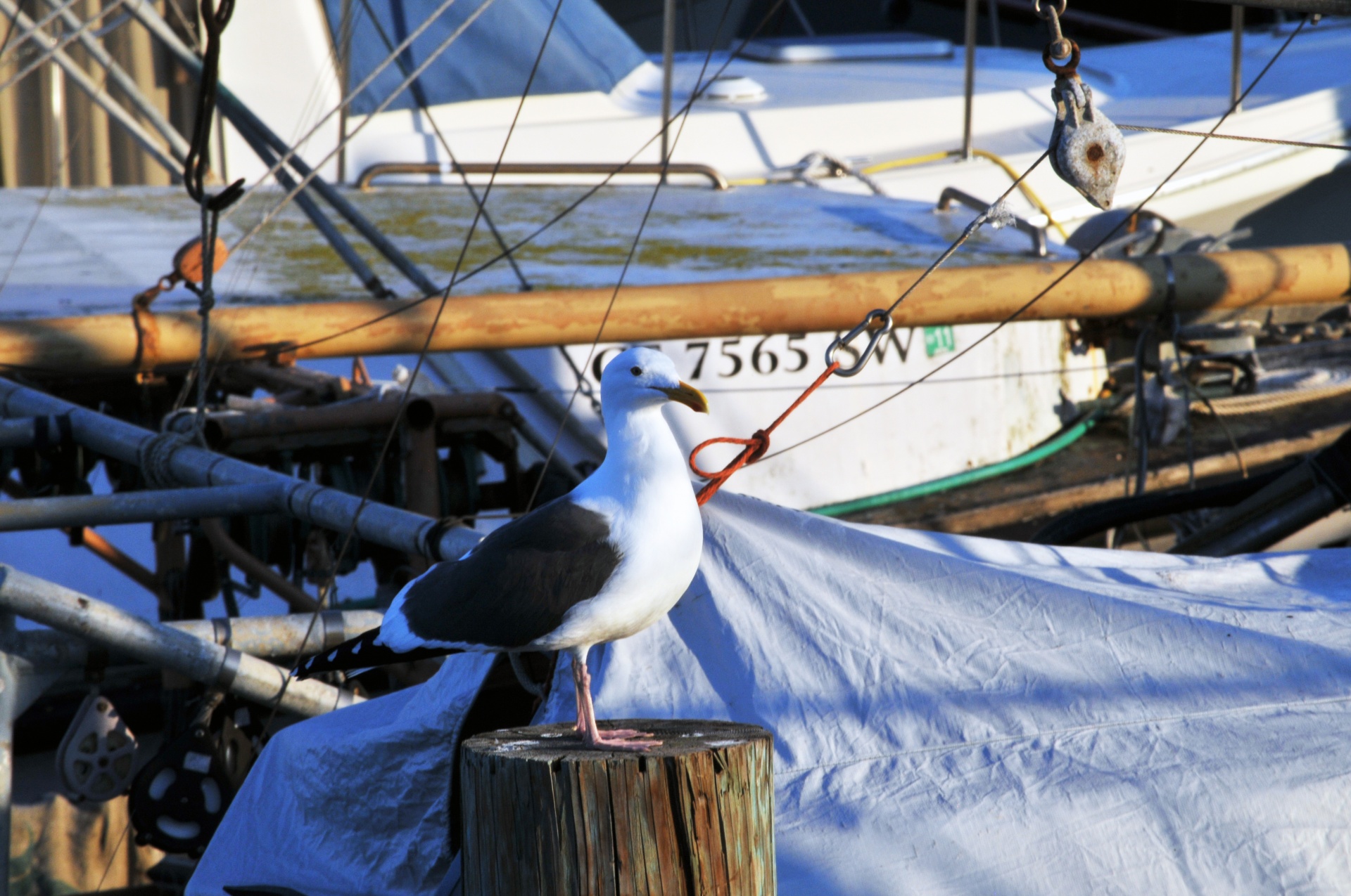 Seagull Resting On Sailboat