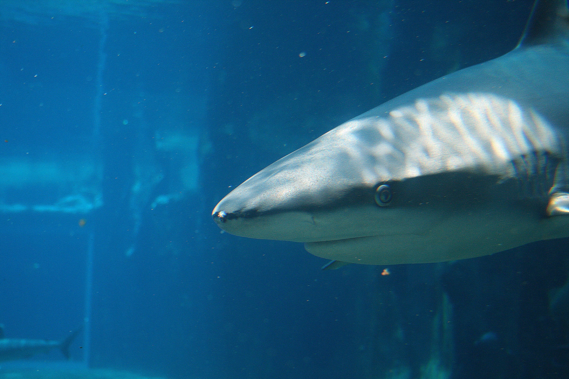 Tiburón al mundo marino uShaka