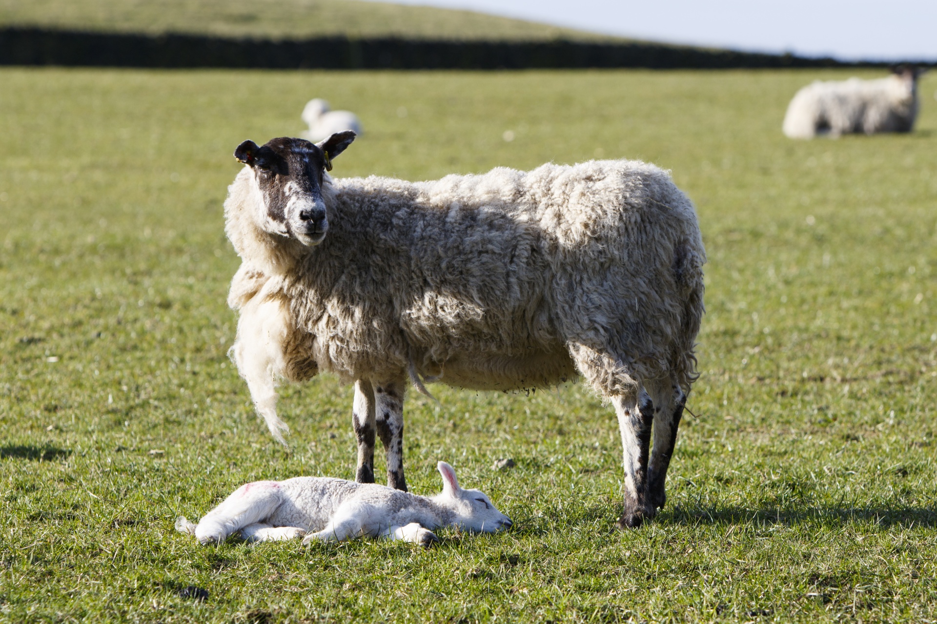子羊と羊