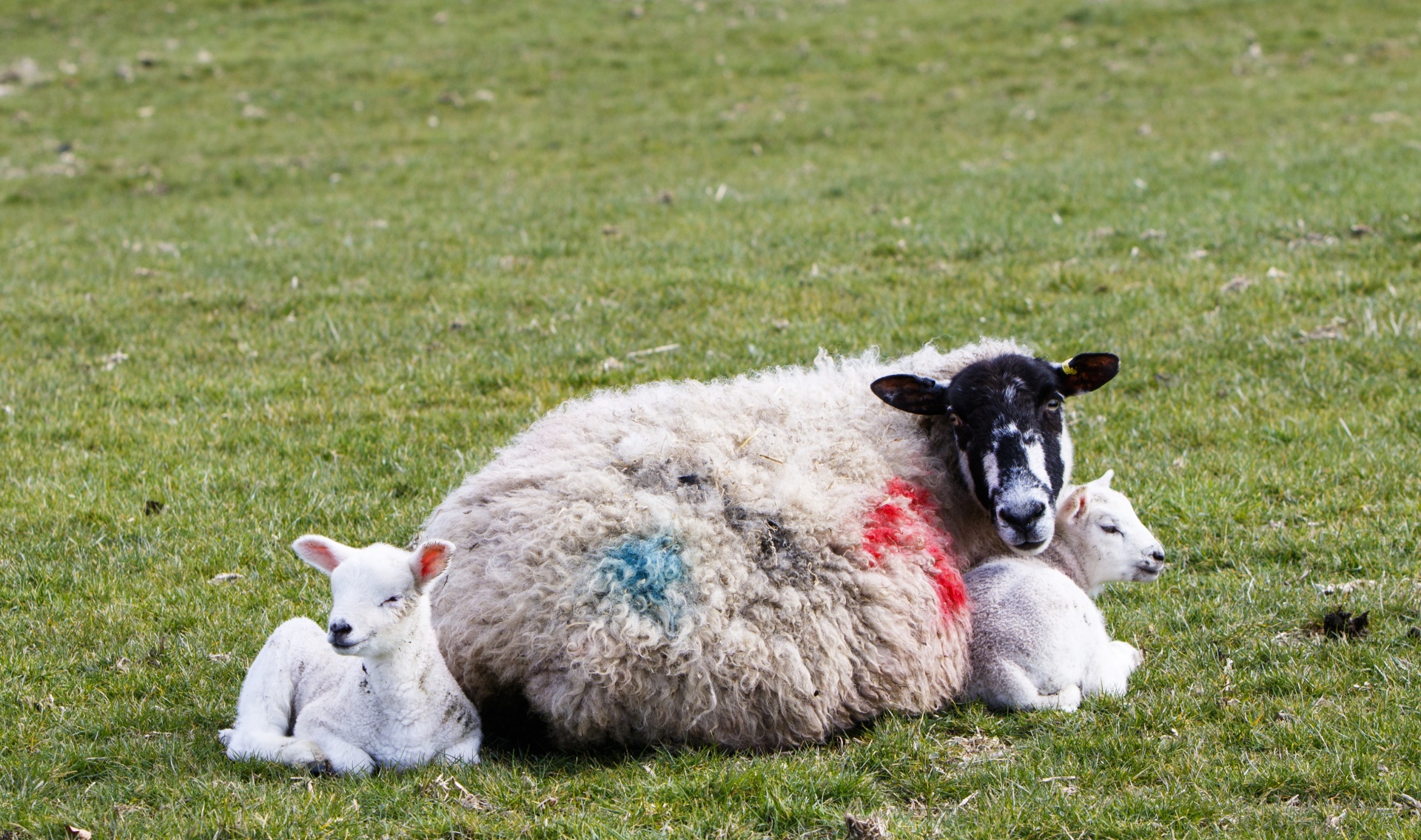 子羊と羊