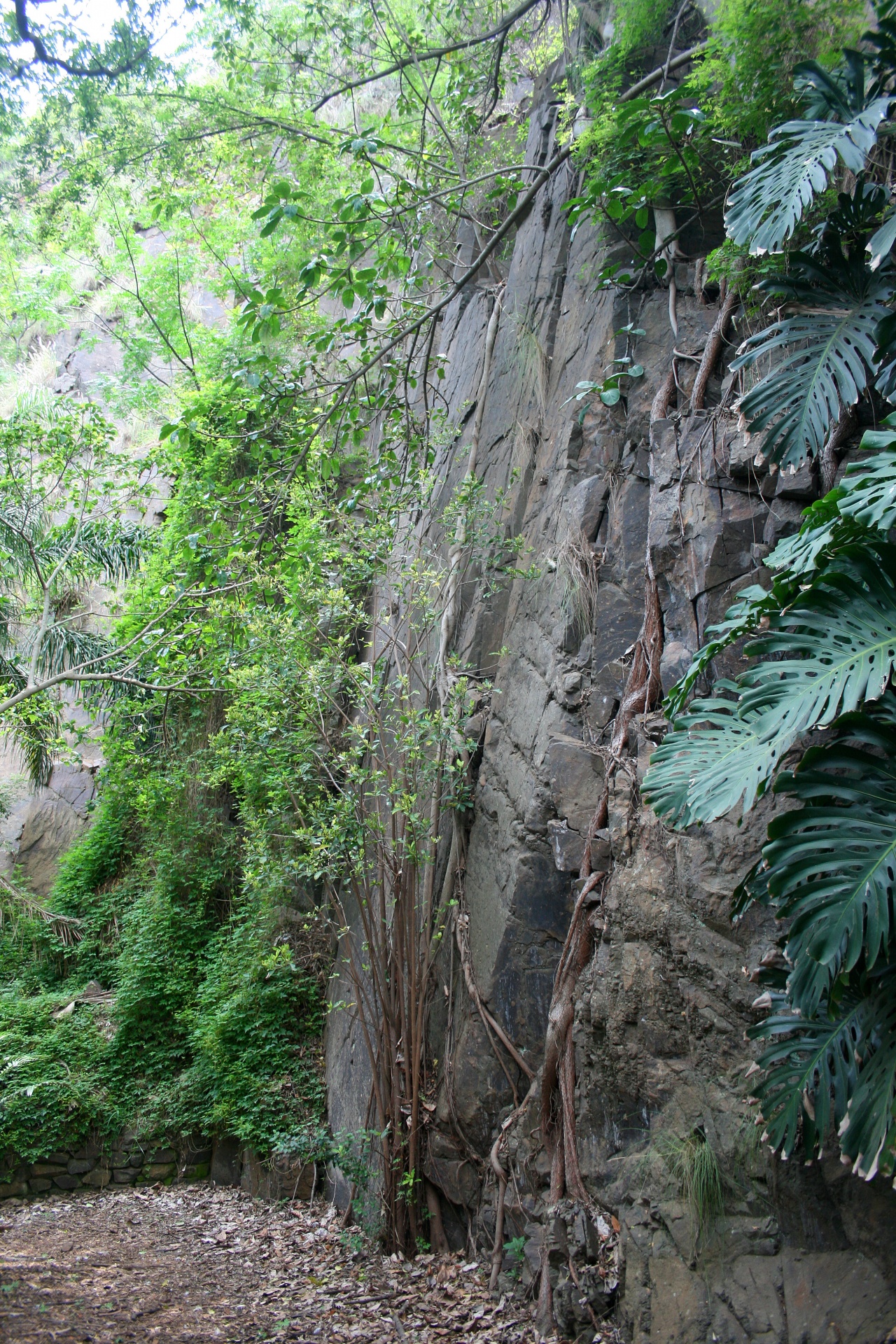 Sheer Cliff And Thick Vegetation