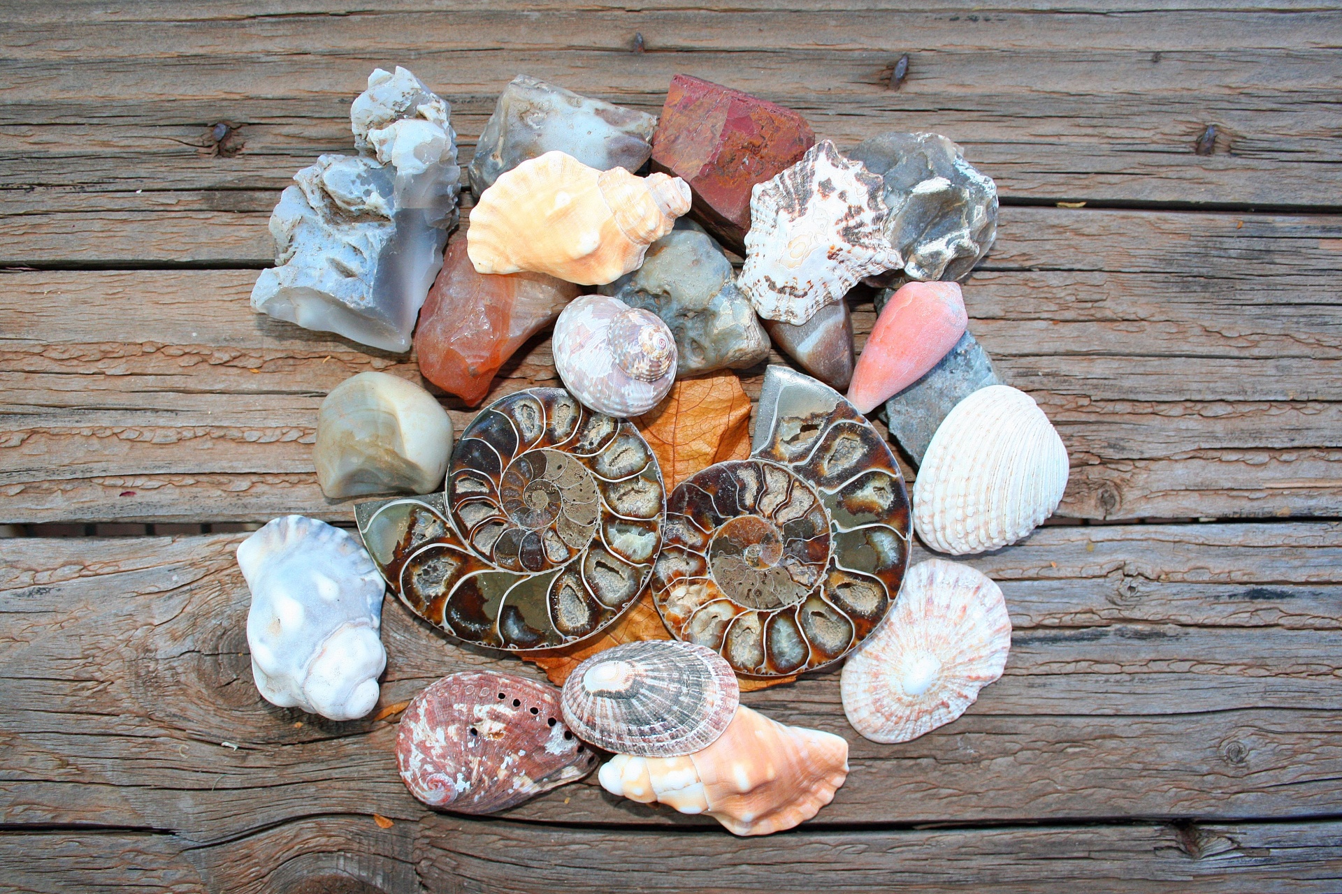 Shells And Ammonite Fossil
