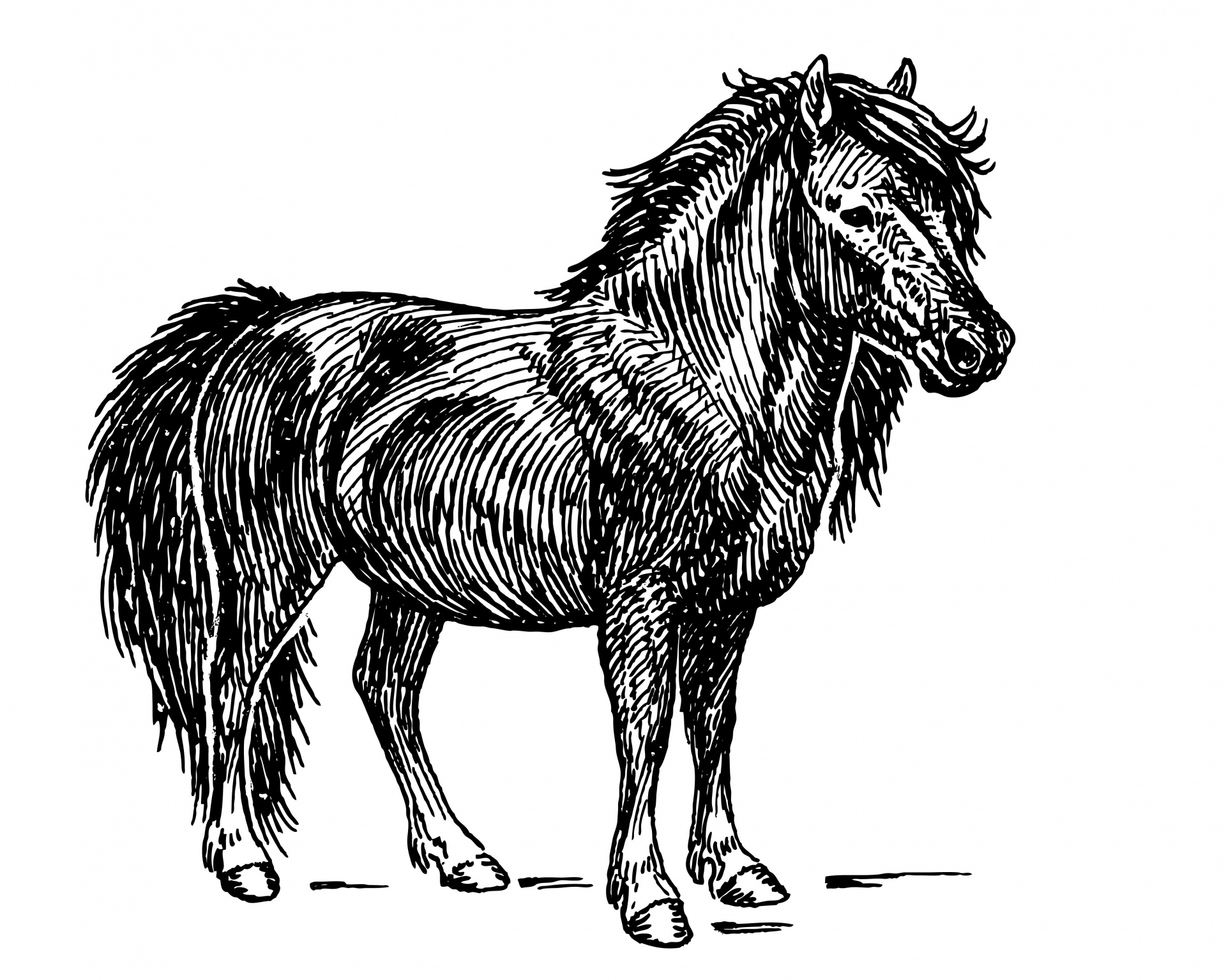 シェトランドポニー、馬のクリップアート