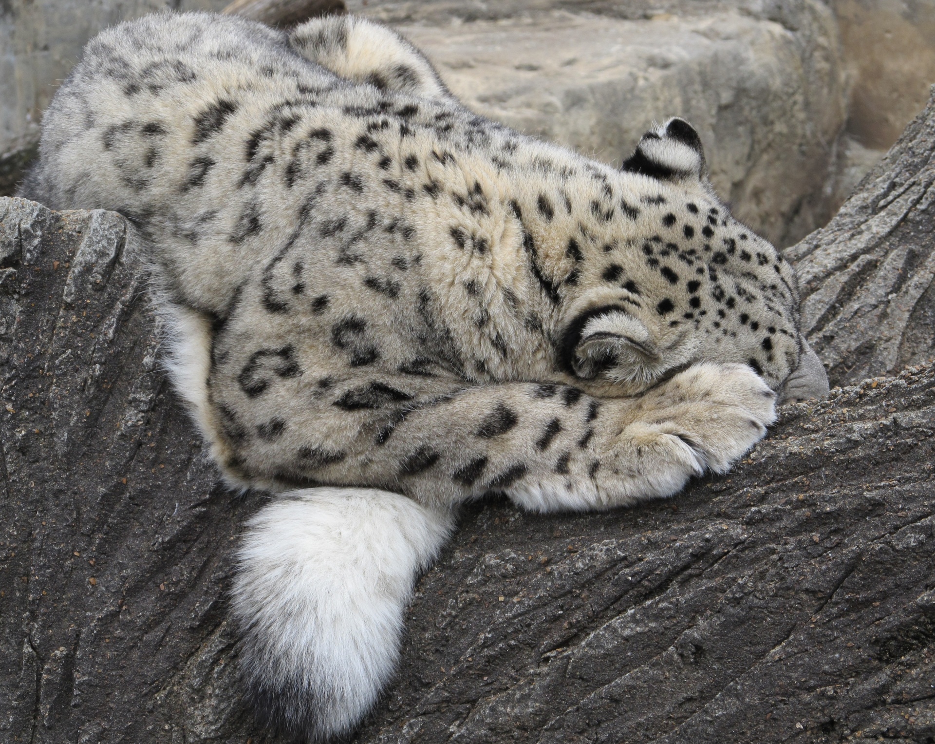 Dormir Snow Leopard