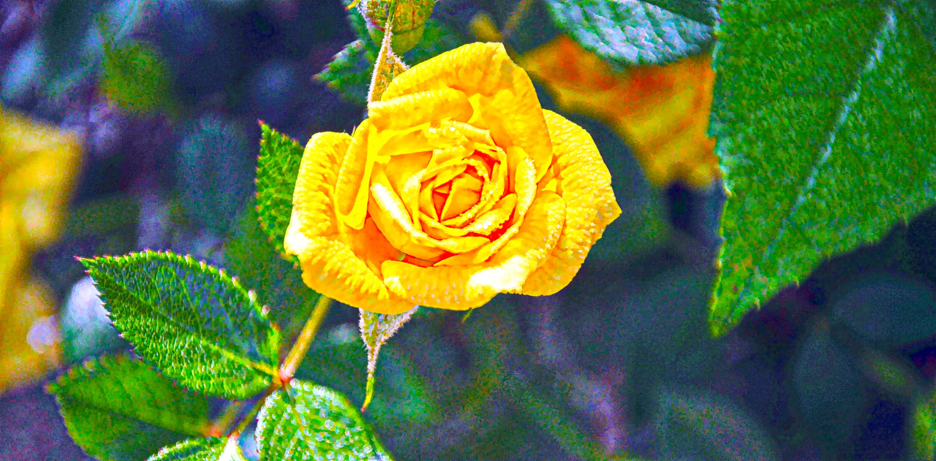 小さな黄色のバラ