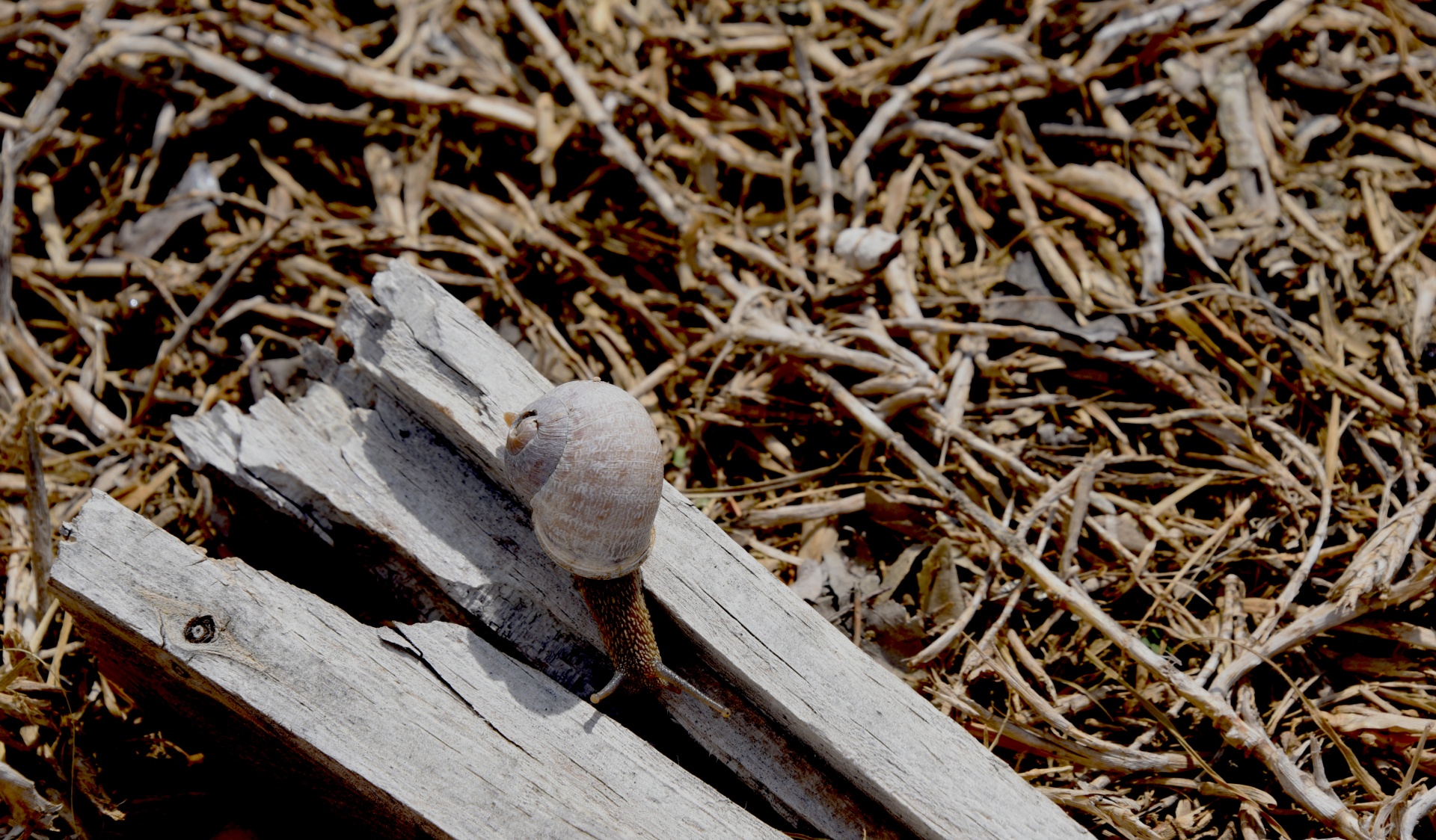 Snail On Wood